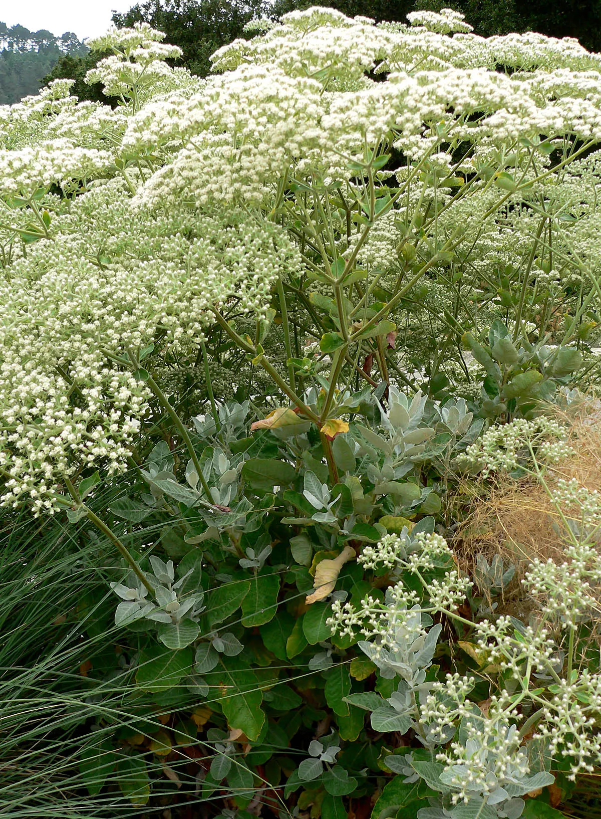 St. Catherine's Lace (Eriogonum Giganteum) — red and white flowers in the garden