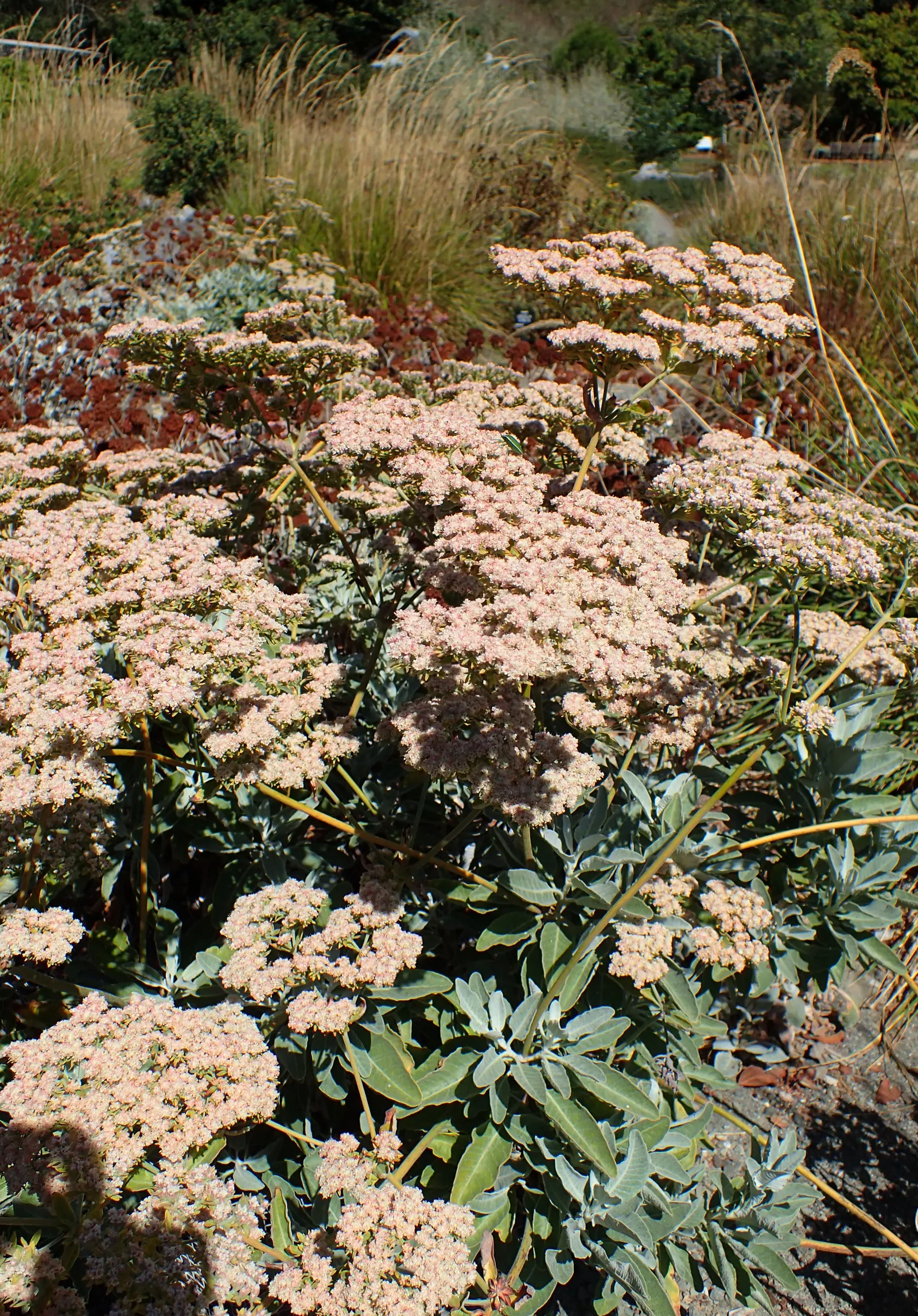 St. Catherine's Lace (Eriogonum Giganteum) — This low-maintenance shrub is drought-tolerant once established