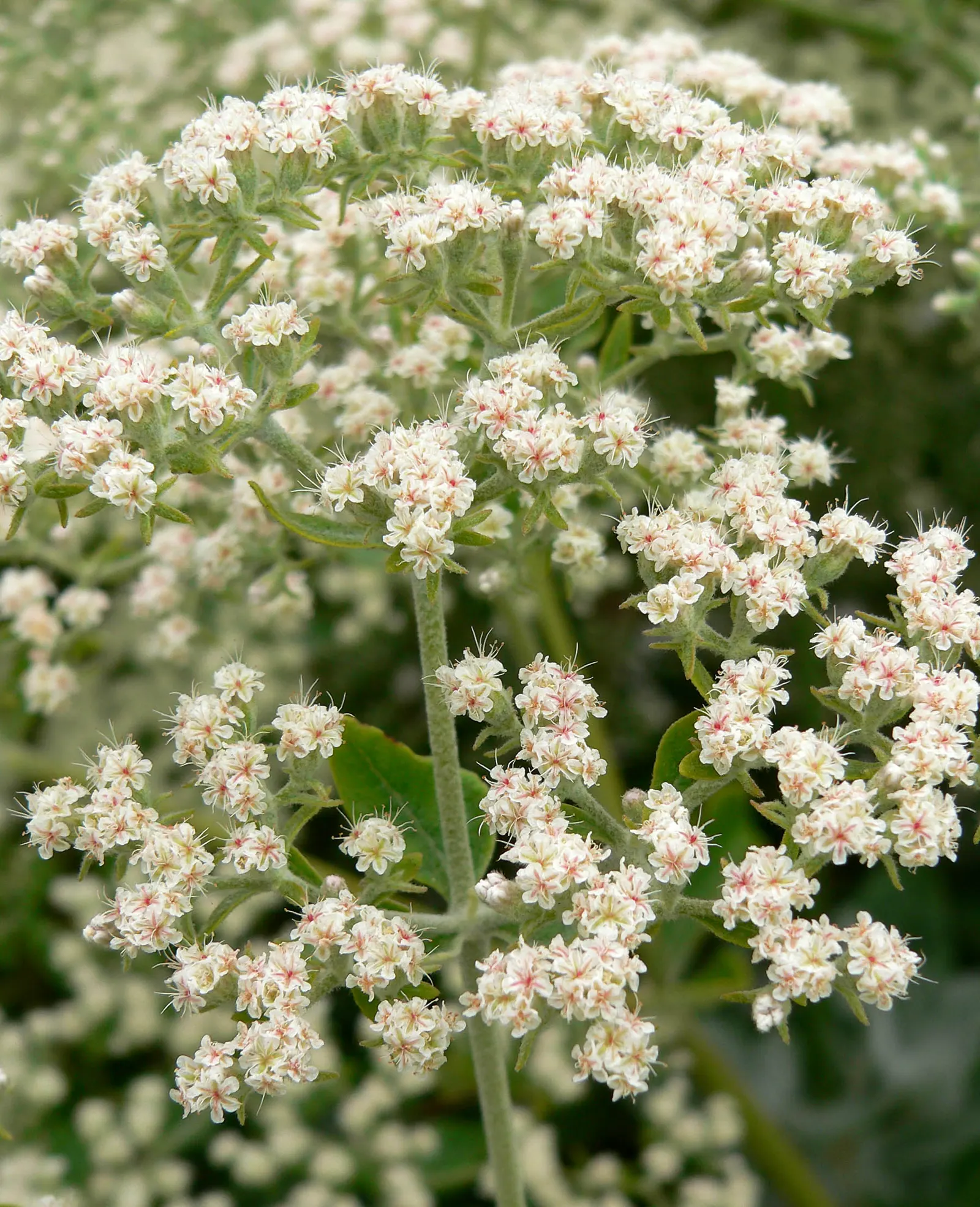 St. Catherine's Lace (Eriogonum Giganteum) — With its impressive size and showy blooms