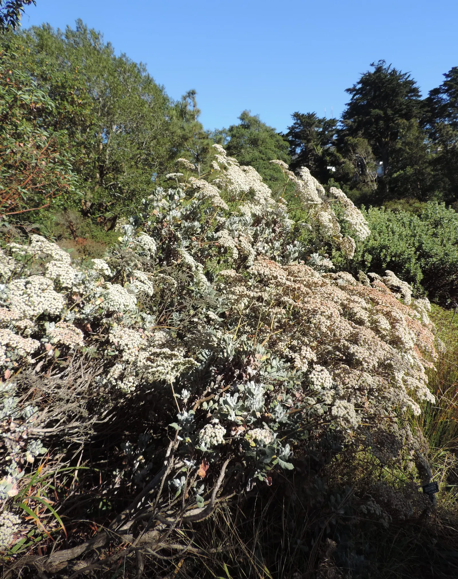 St. Catherine's Lace (Eriogonum Giganteum) — Catherine's Lace transform into rust-red seed heads, extending the plant's visual interest well into fall