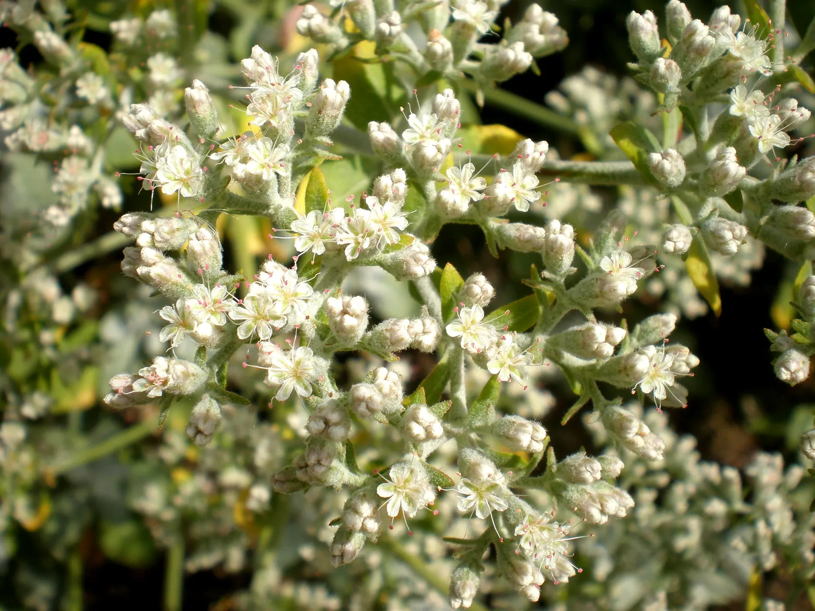 St. Catherine's Lace (Eriogonum Giganteum) — Native to the Channel Islands off the coast of California