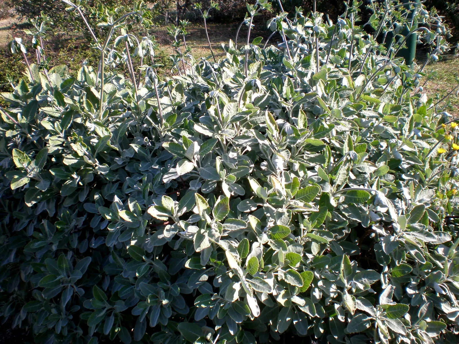 St. Catherine's Lace (Eriogonum Giganteum) — Catherine's Lace (Eriogonum giganteum) is an imposing perennial native to California's Channel Islands