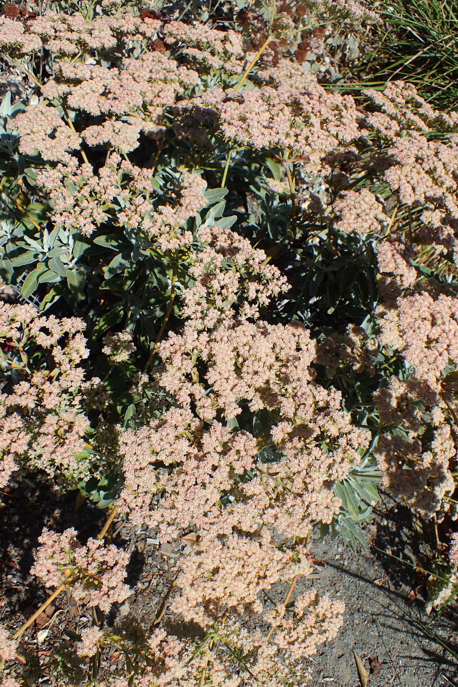 St. Catherine's Lace (Eriogonum Giganteum) — flat-topped clusters of tiny white to pinkish flowers that bloom in profusion from late spring into summer