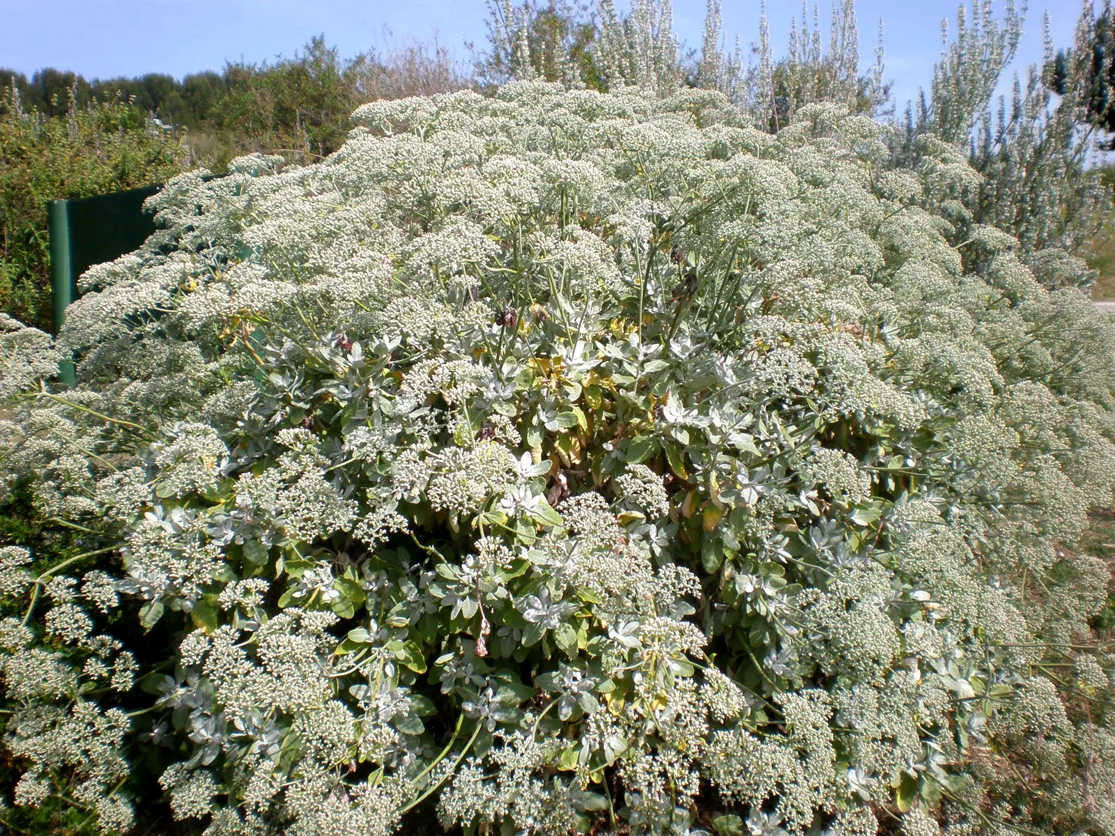 St. Catherine's Lace (Eriogonum Giganteum) — this member of the buckwheat family is well-adapted to dry