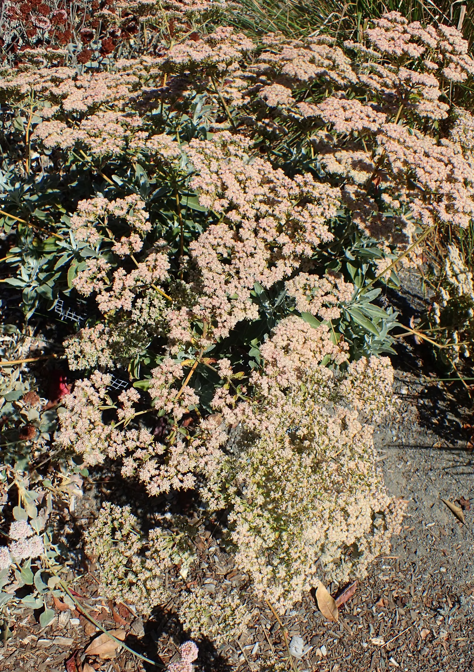 St. Catherine's Lace (Eriogonum Giganteum) — Catherine's Lace into a landscape design brings not only an attractive aesthetic but also ecological value