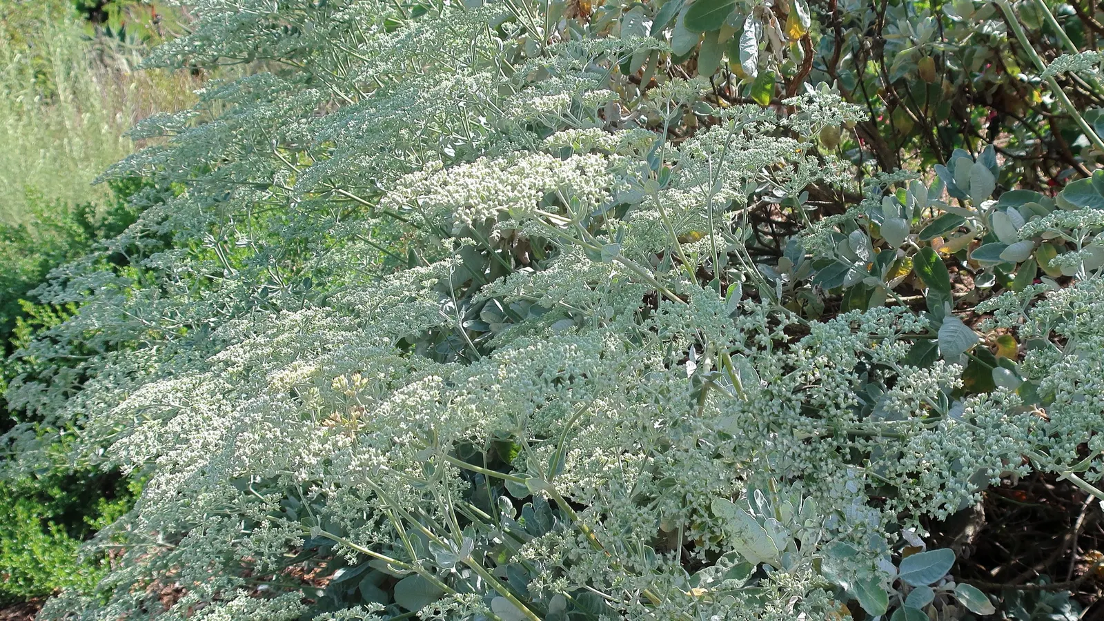 St. Catherine's Lace (Eriogonum Giganteum) — including bees and butterflies.<br><br>As the season progresses
