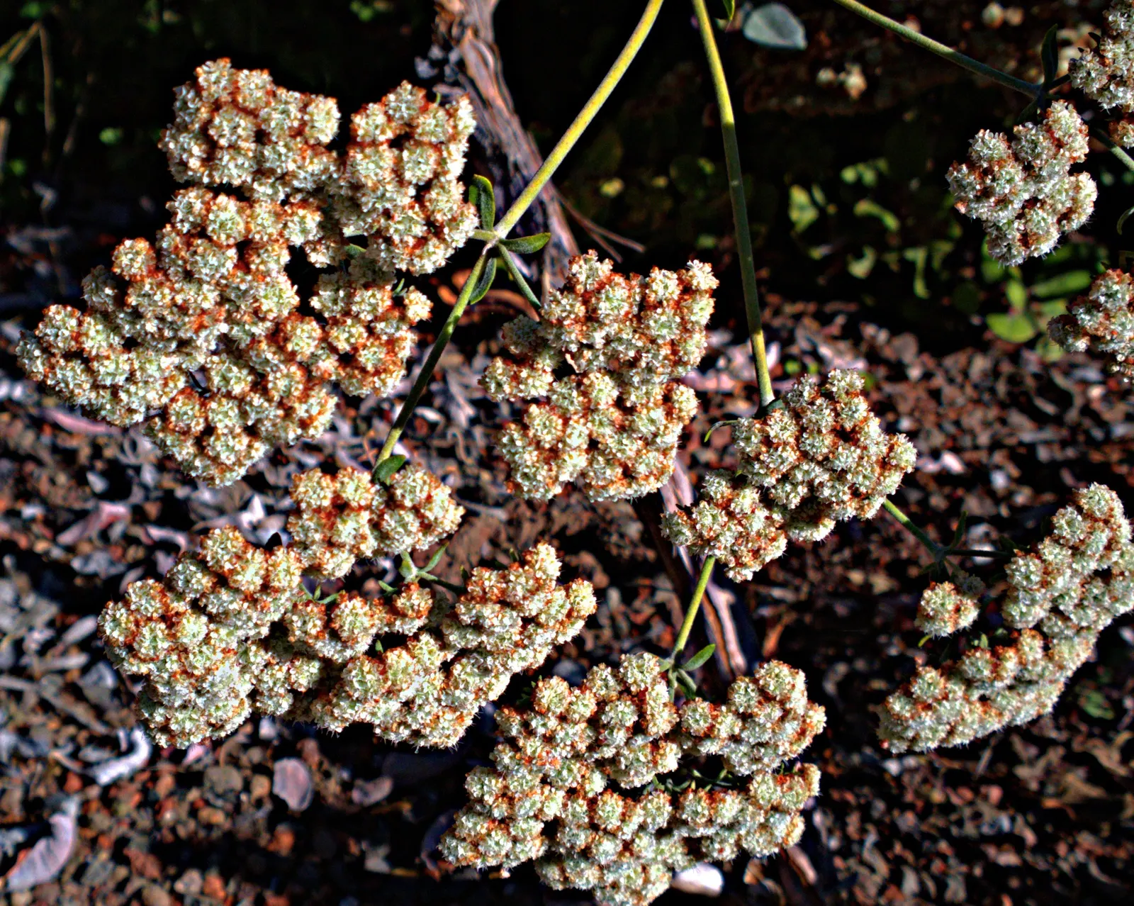 St. Catherine's Lace (Eriogonum Giganteum) — supporting local wildlife and contributing to the garden's biodiversity
