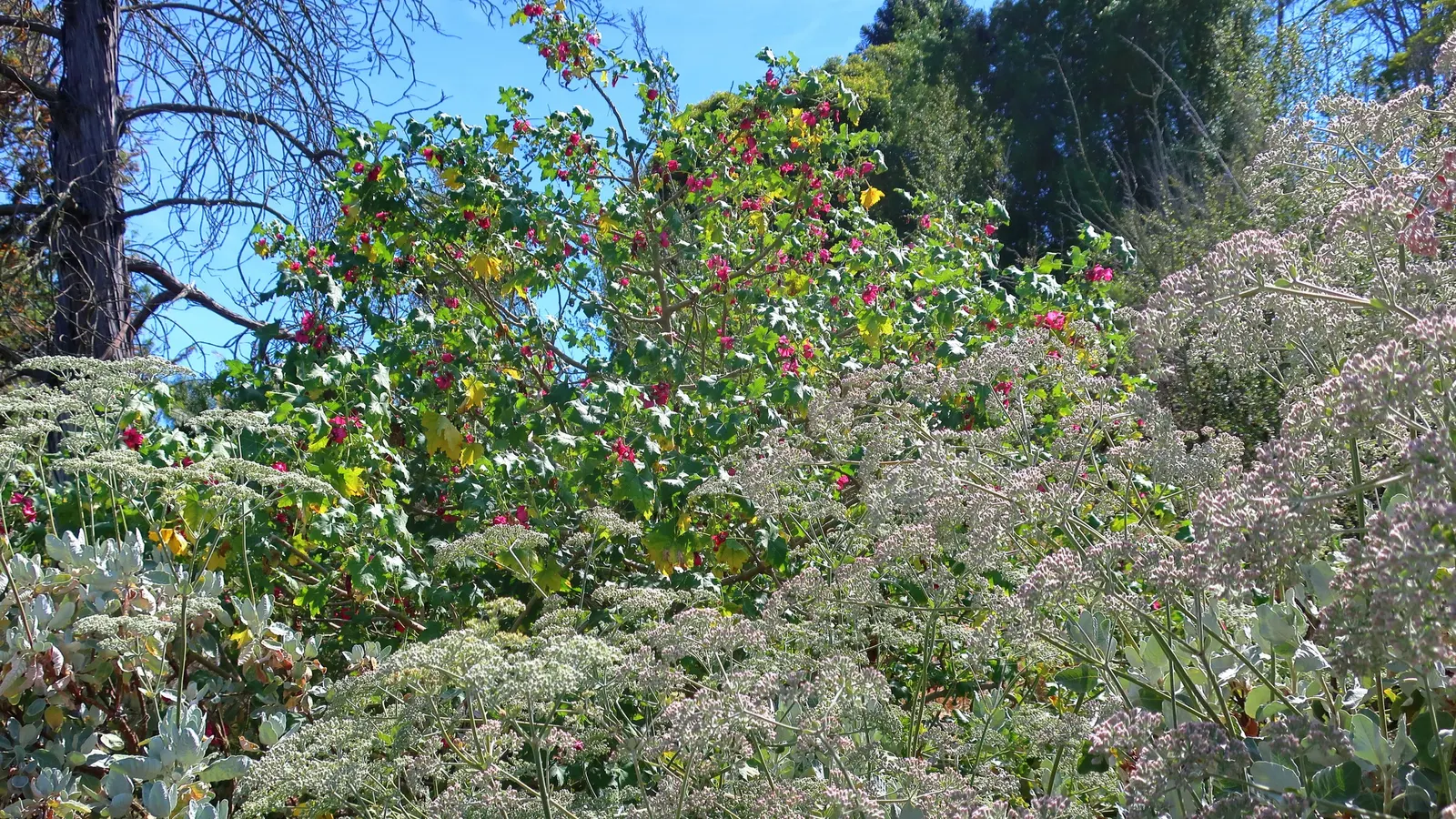 St. Catherine's Lace (Eriogonum Giganteum) — These flower clusters can span up to 12 inches across and often attract a host of pollinators