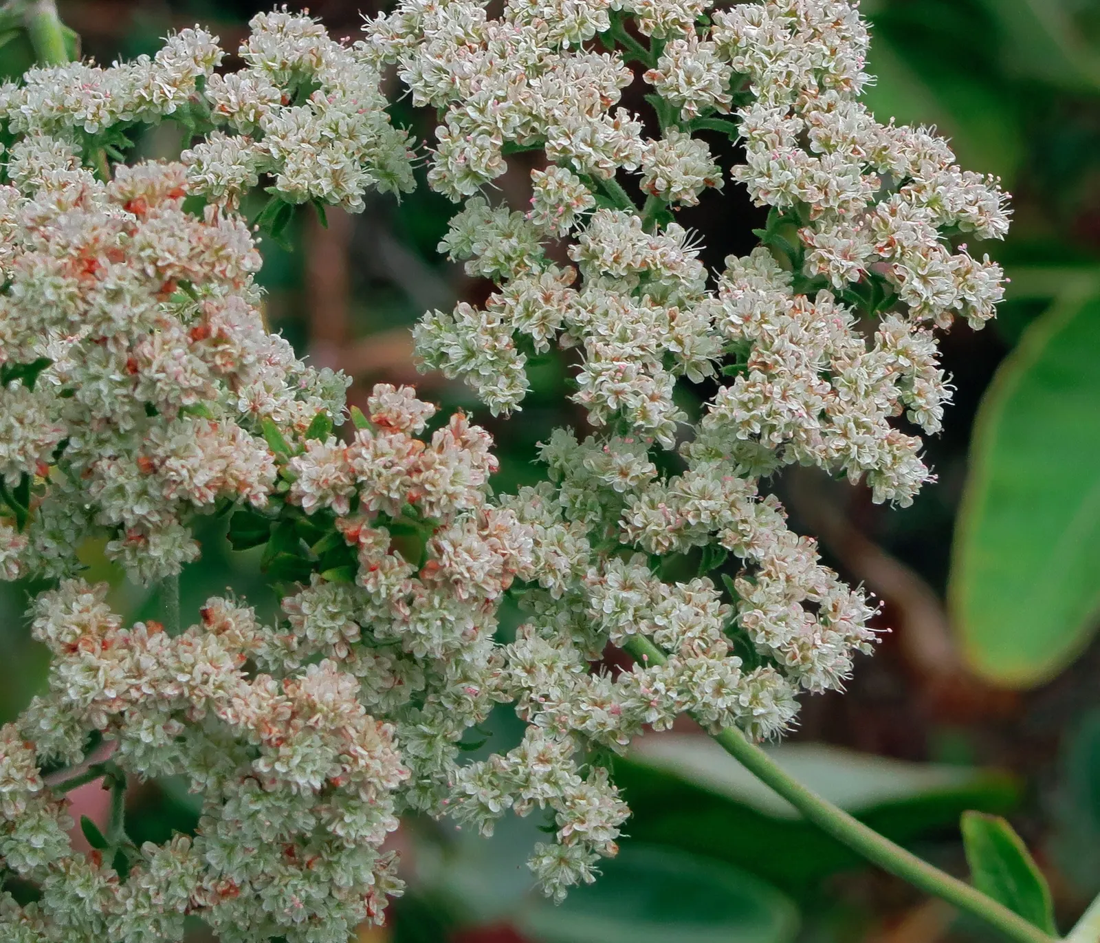 St. Catherine's Lace (Eriogonum Giganteum) — making it a superb choice for sustainable or xeriscape gardens