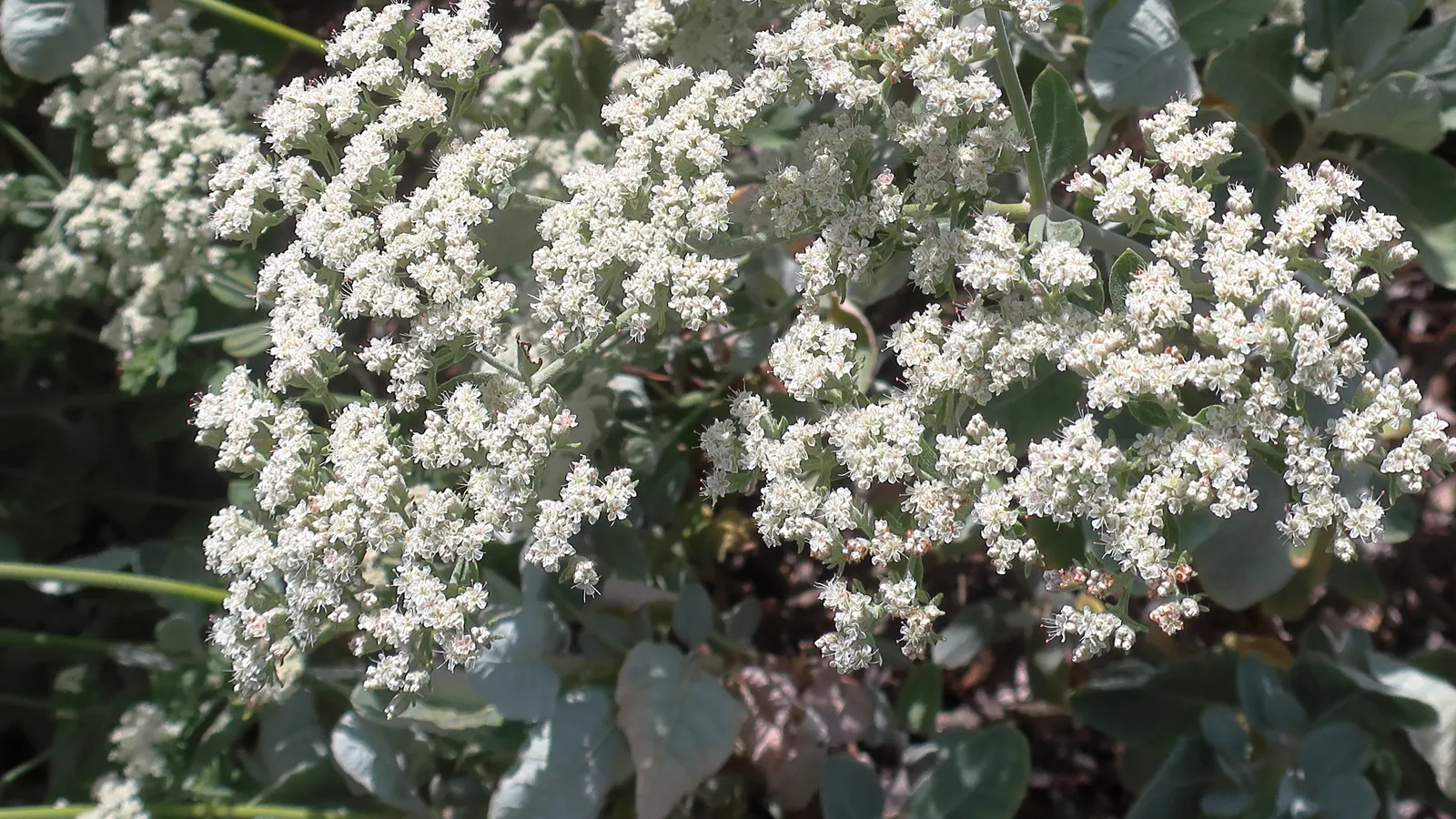 St. Catherine's Lace (Eriogonum Giganteum) — with mature specimens typically reaching heights of 3 to 6 feet and spreading equally as wide