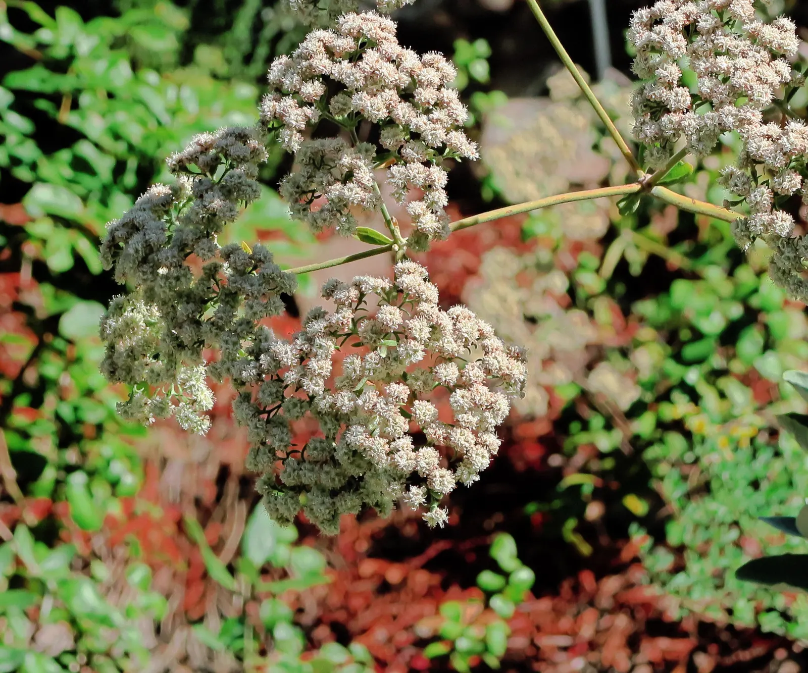 St. Catherine's Lace (Eriogonum Giganteum) — Eriogonum giganteum is sure to become a focal point in any garden setting