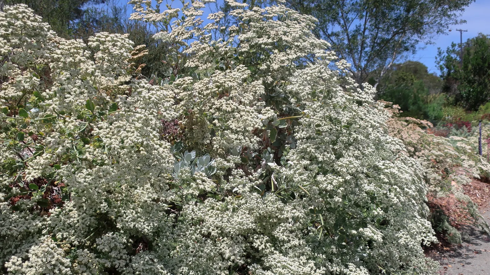 St. Catherine's Lace (Eriogonum Giganteum) — This robust plant typically reaches 3-6 feet high and wide, showcasing a dense, rounded form