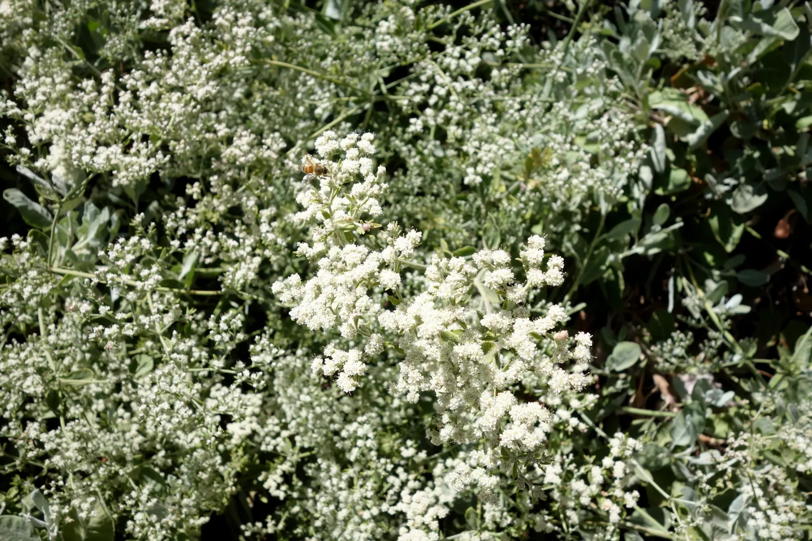 St. Catherine's Lace (Eriogonum Giganteum) — shrub with red and white blooms