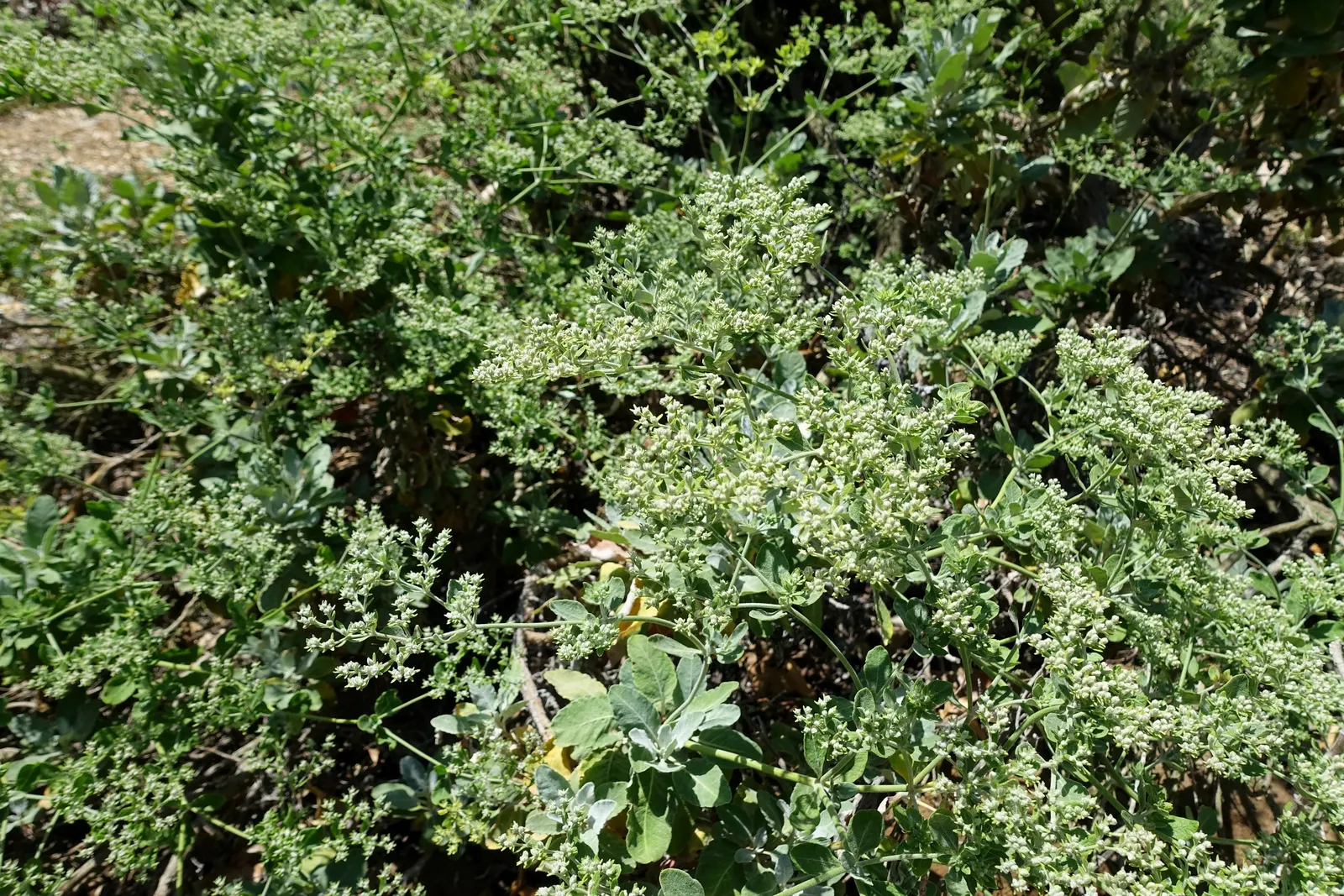 St. Catherine's Lace (Eriogonum Giganteum) — Prefers full sun with well-draining soil