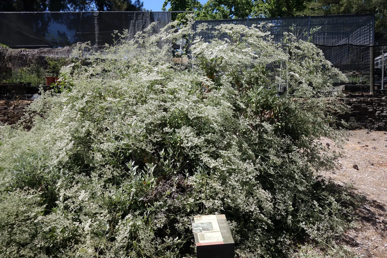 St. Catherine's Lace (Eriogonum Giganteum) — In summer, it boasts large, delicate white to pinkish lace-like flower clusters that attract pollinators