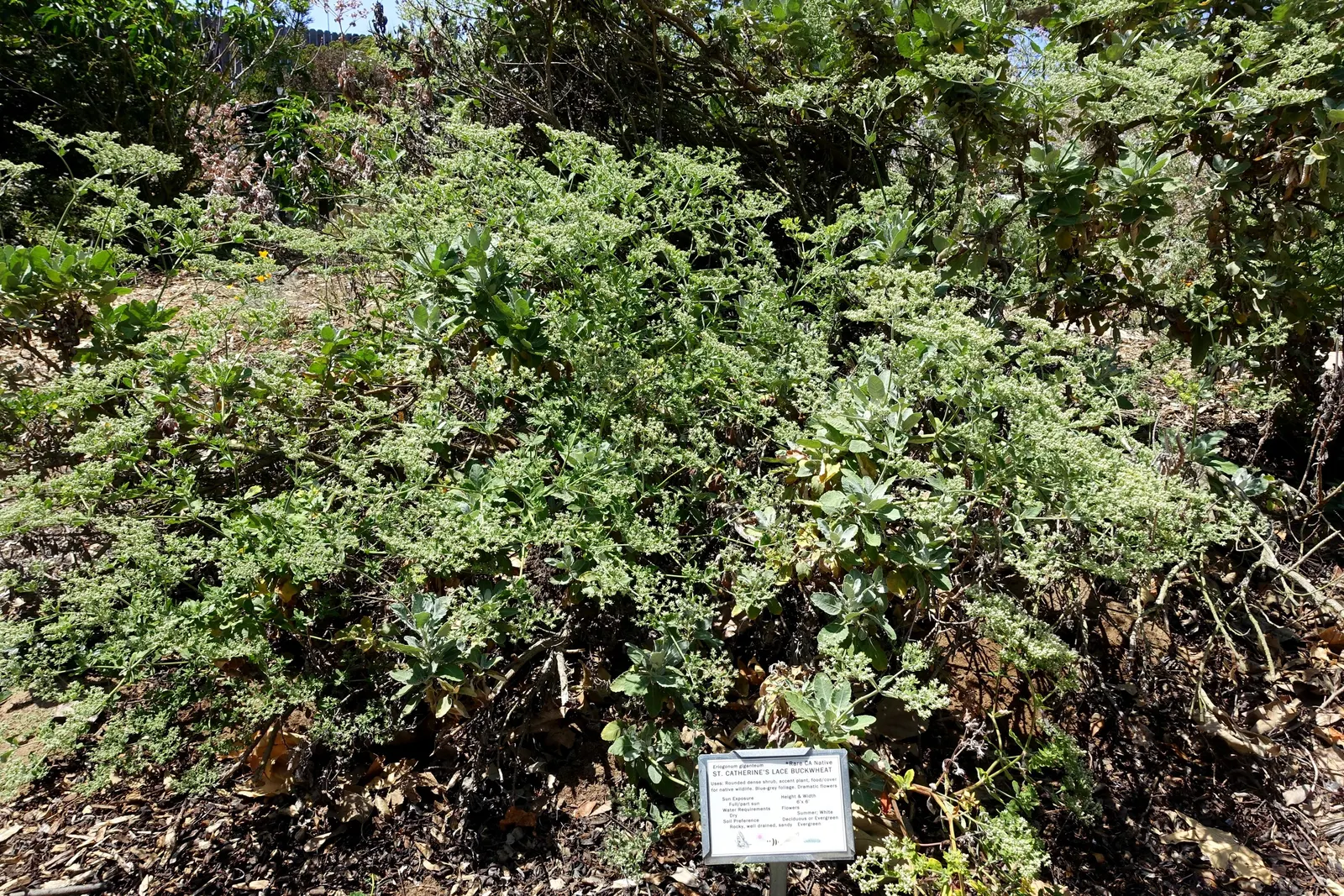 St. Catherine's Lace (Eriogonum Giganteum) — scientifically named Eriogonum giganteum