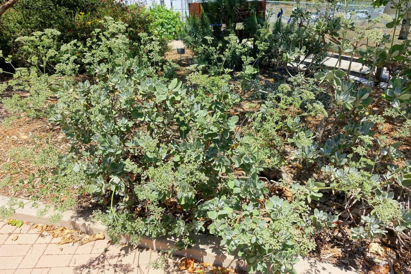 St. Catherine's Lace (Eriogonum Giganteum) — Drought-tolerant once established, it's ideal for a low-maintenance, water-wise landscape