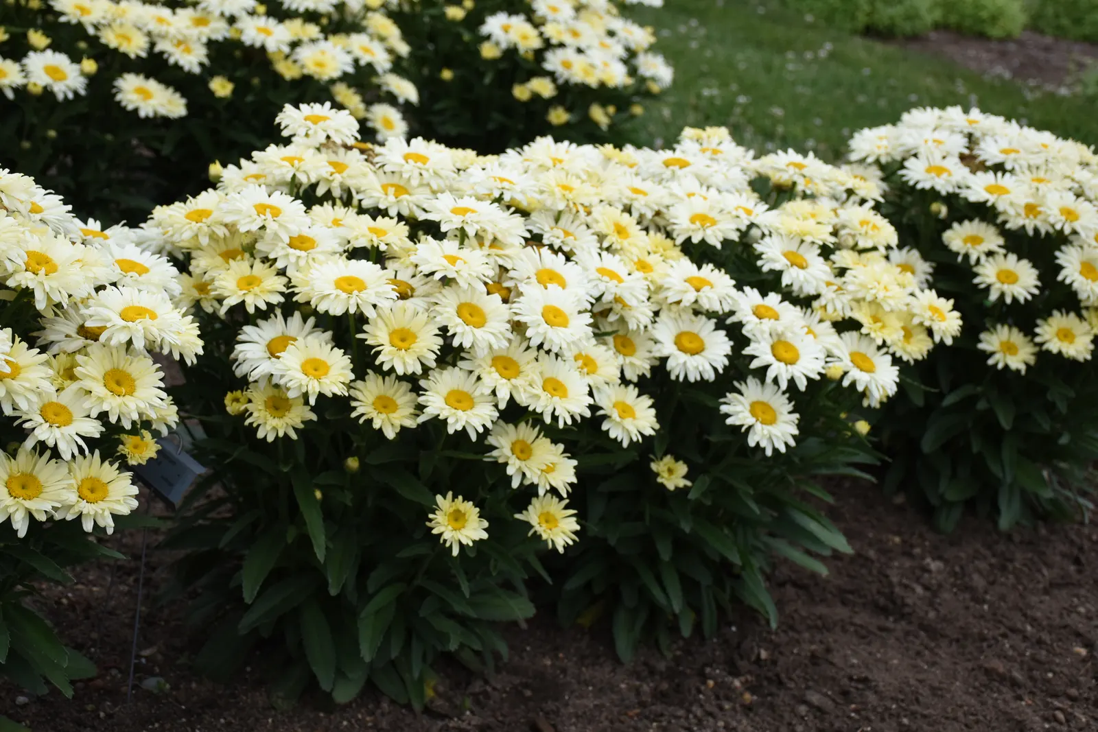'Banana Cream II' Shasta Daisy (Leucanthemum superbum) — attracting bees and butterflies