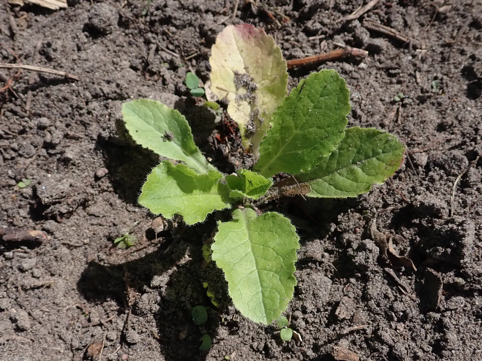 Canterbury Bells, Cup-And-Saucer (Campanula Medium) — requiring well-drained soil with a pH range from neutral to slightly alkaline; they are ideal, image 64