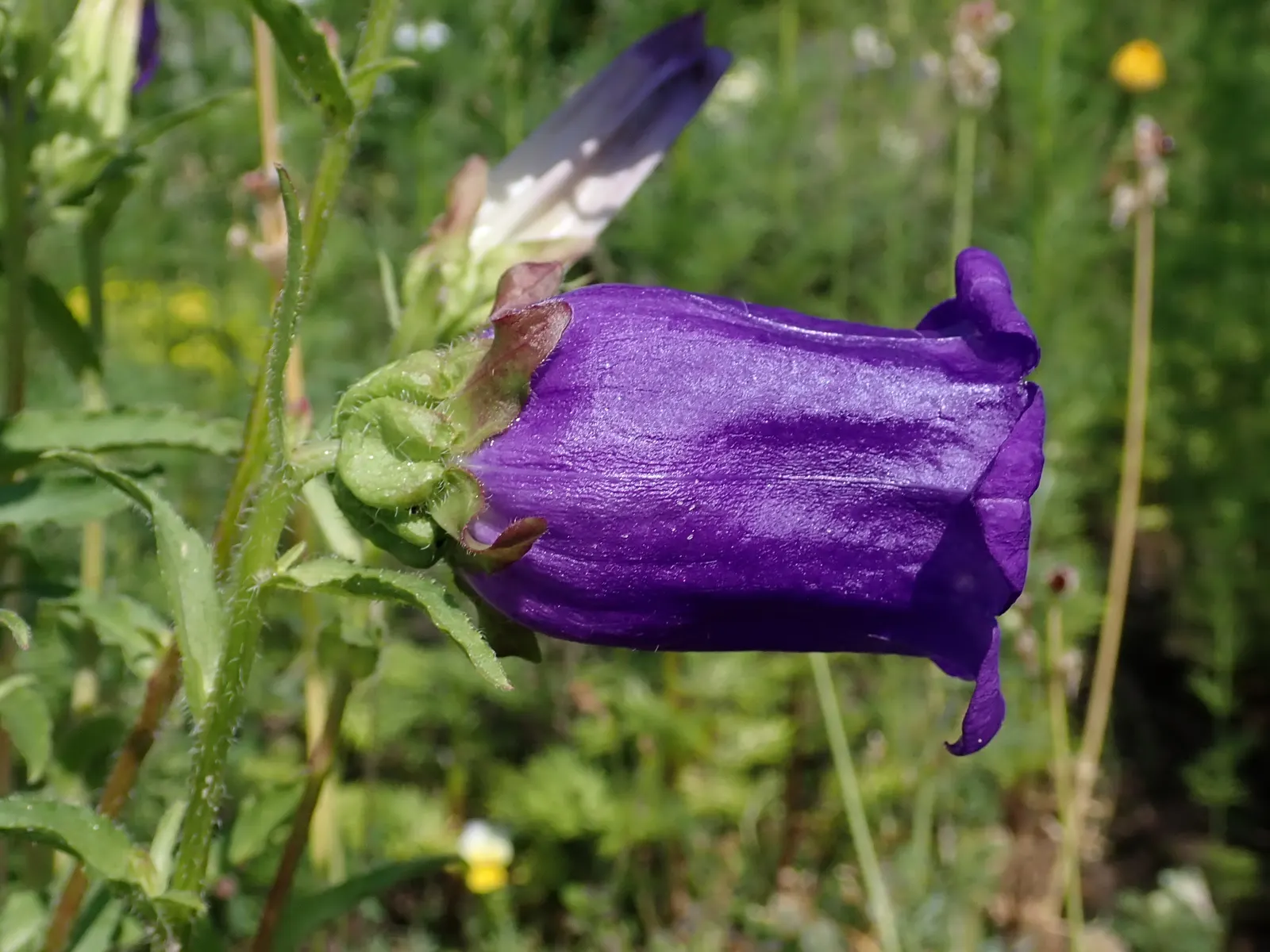 Canterbury Bells, Cup-And-Saucer (Campanula Medium) — adding life and movement to your client's serene retreat