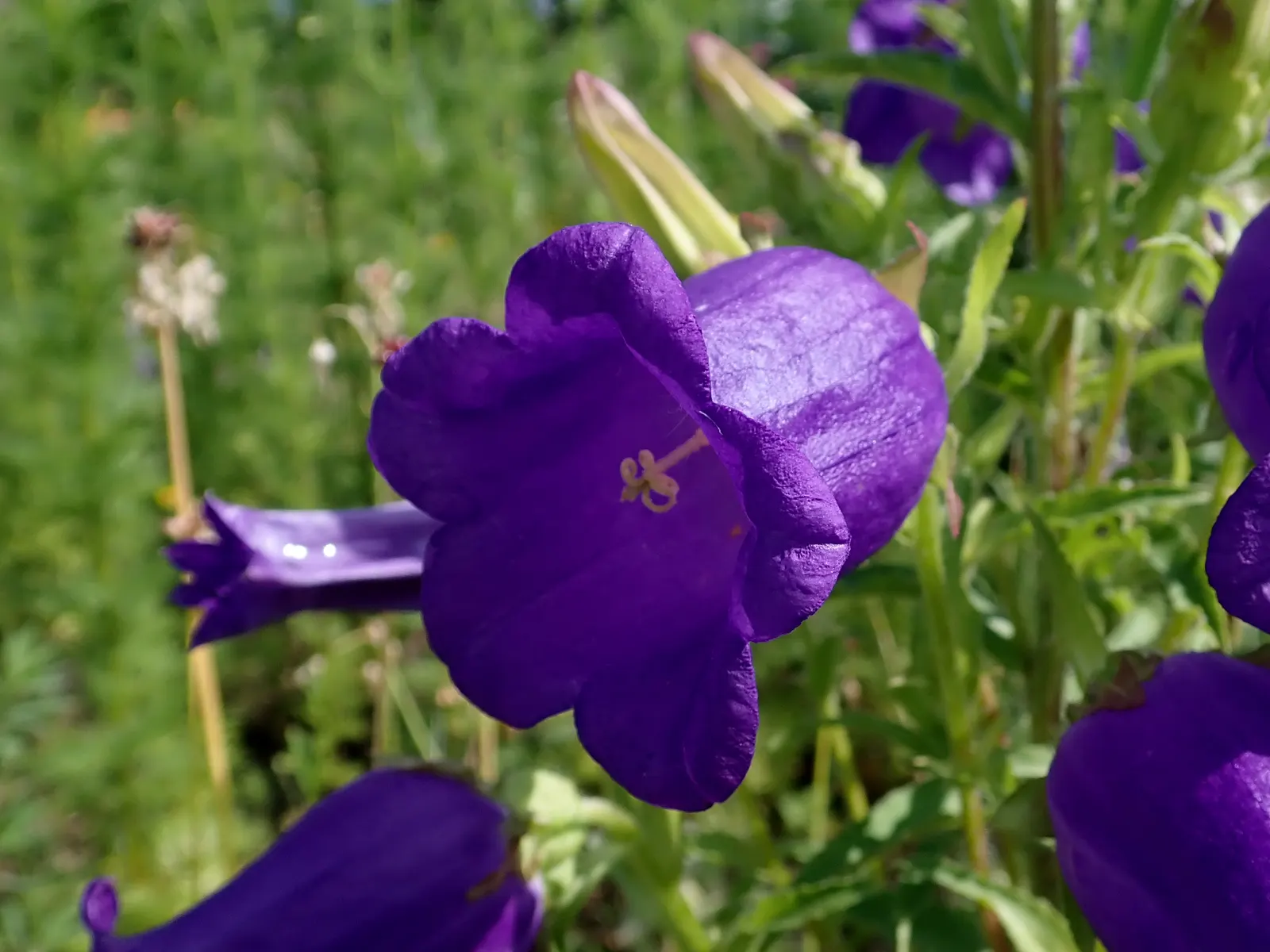 Canterbury Bells, Cup-And-Saucer (Campanula Medium) — Each flower is borne atop a sturdy stem; making them versatile for varying design palettes