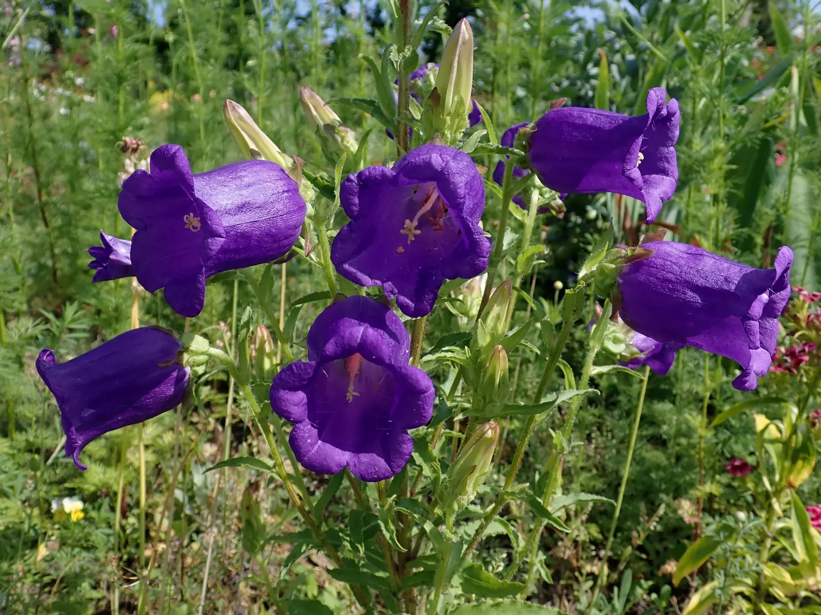 Canterbury Bells, Cup-And-Saucer (Campanula Medium) — also known as Cup-and-Saucer; with a spread of 12 to 18 inches, image 52