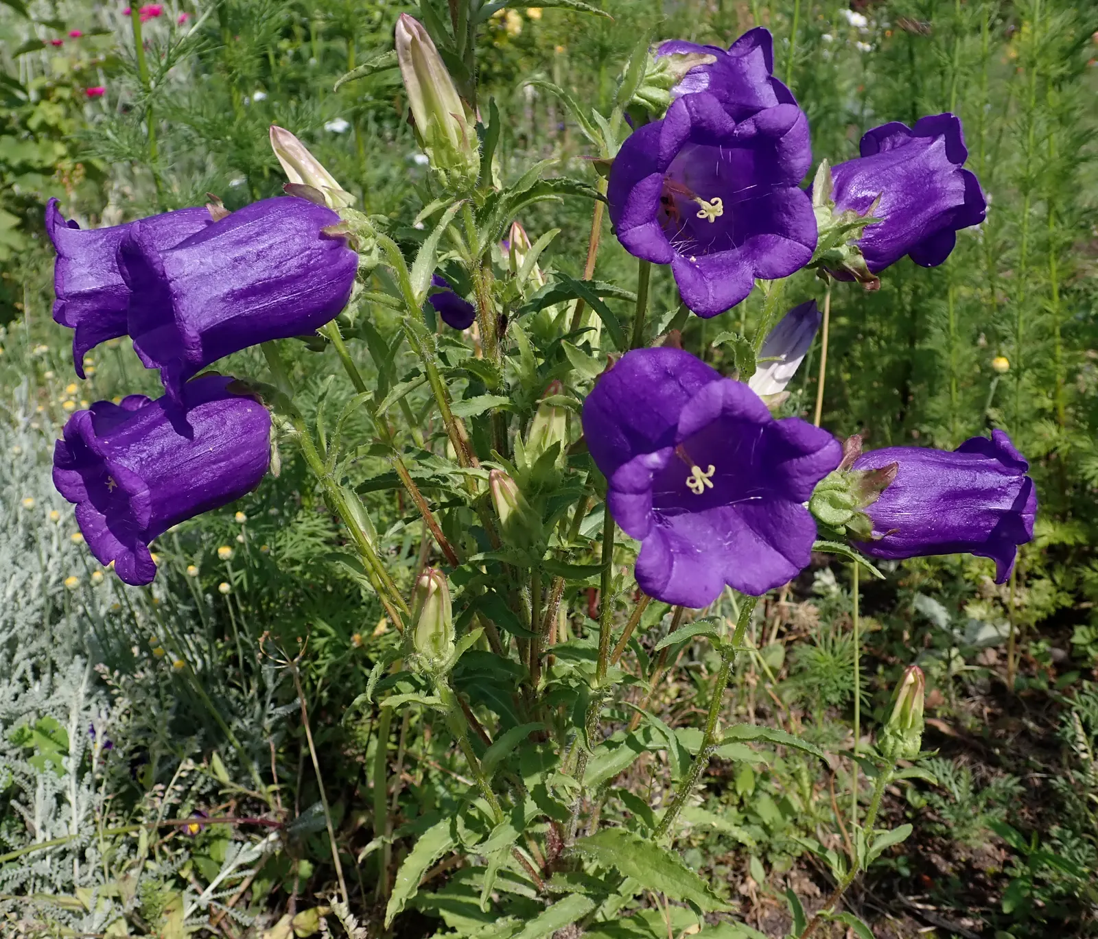 Canterbury Bells, Cup-And-Saucer (Campanula Medium) — The bloom period extends from late spring to early summer; also known as Cup-and-Saucer, image 65