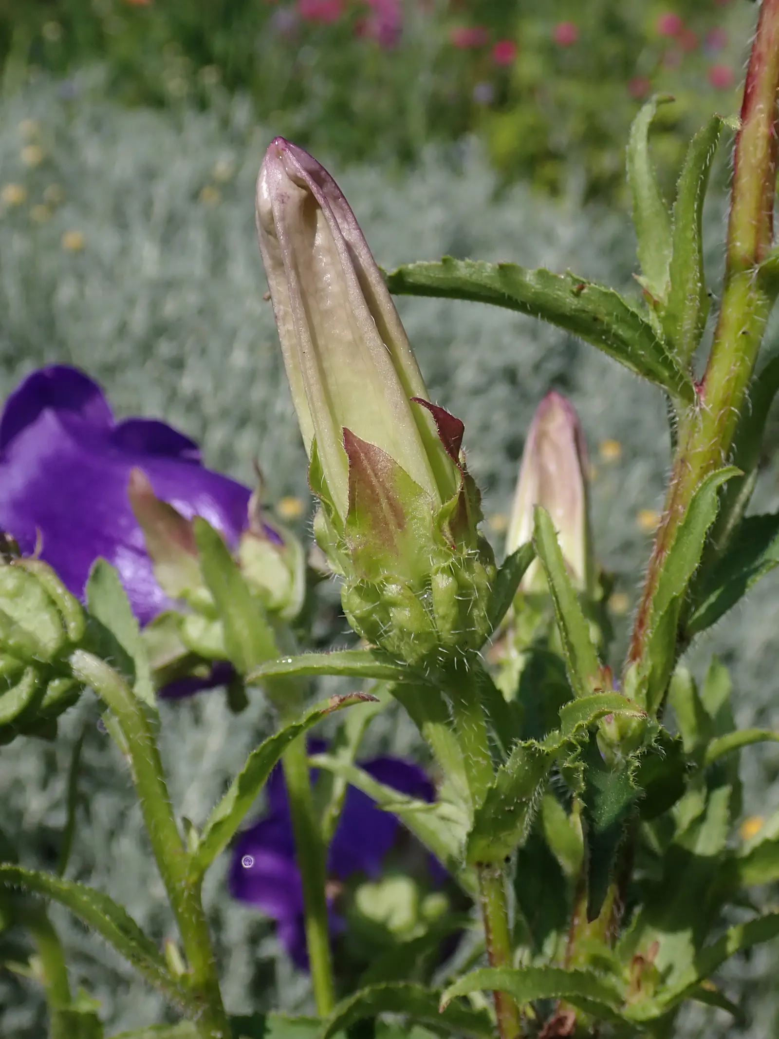 Canterbury Bells, Cup-And-Saucer (Campanula Medium) — Ideal for cottage gardens and borders, it adds vertical interest and delicate charm; requiring