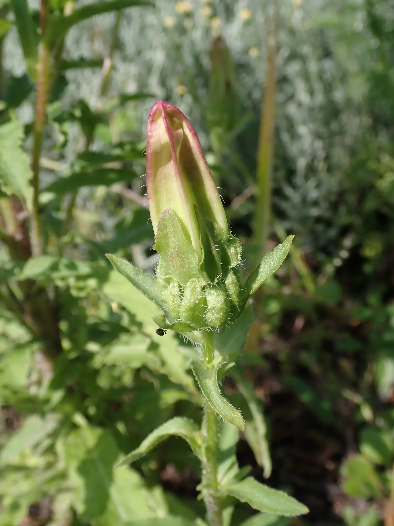 Canterbury Bells, Cup-And-Saucer (Campanula Medium) — Suited for USDA zones 5-8, it thrives in full sun to partial shade and prefers moist, well-drained soil