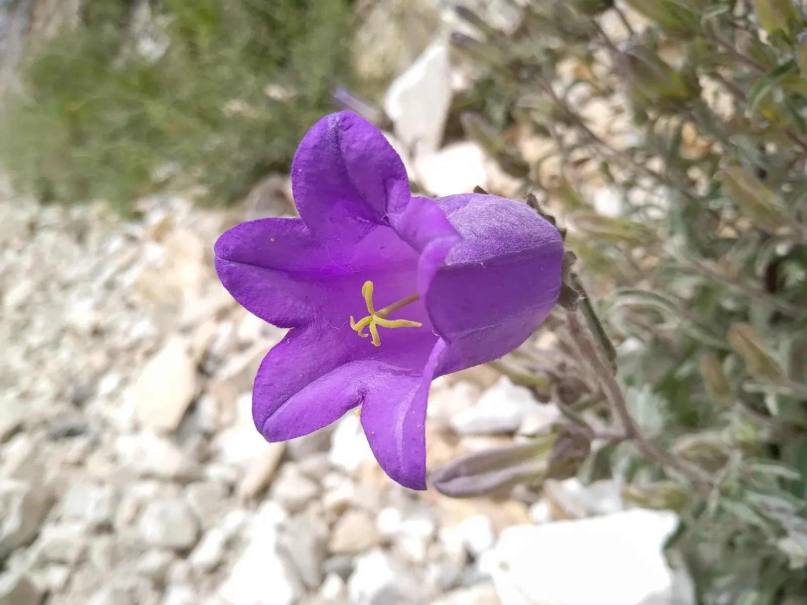 Canterbury Bells, Cup-And-Saucer (Campanula Medium) — A part of the Campanulaceae family; these plants are known for their captivating 'cup-and-saucer'