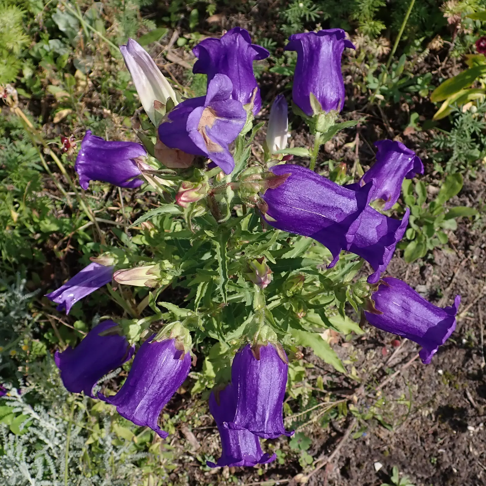 Canterbury Bells, Cup-And-Saucer (Campanula Medium) — Each flower is borne atop a sturdy stem; making them versatile for varying design palettes, image 67