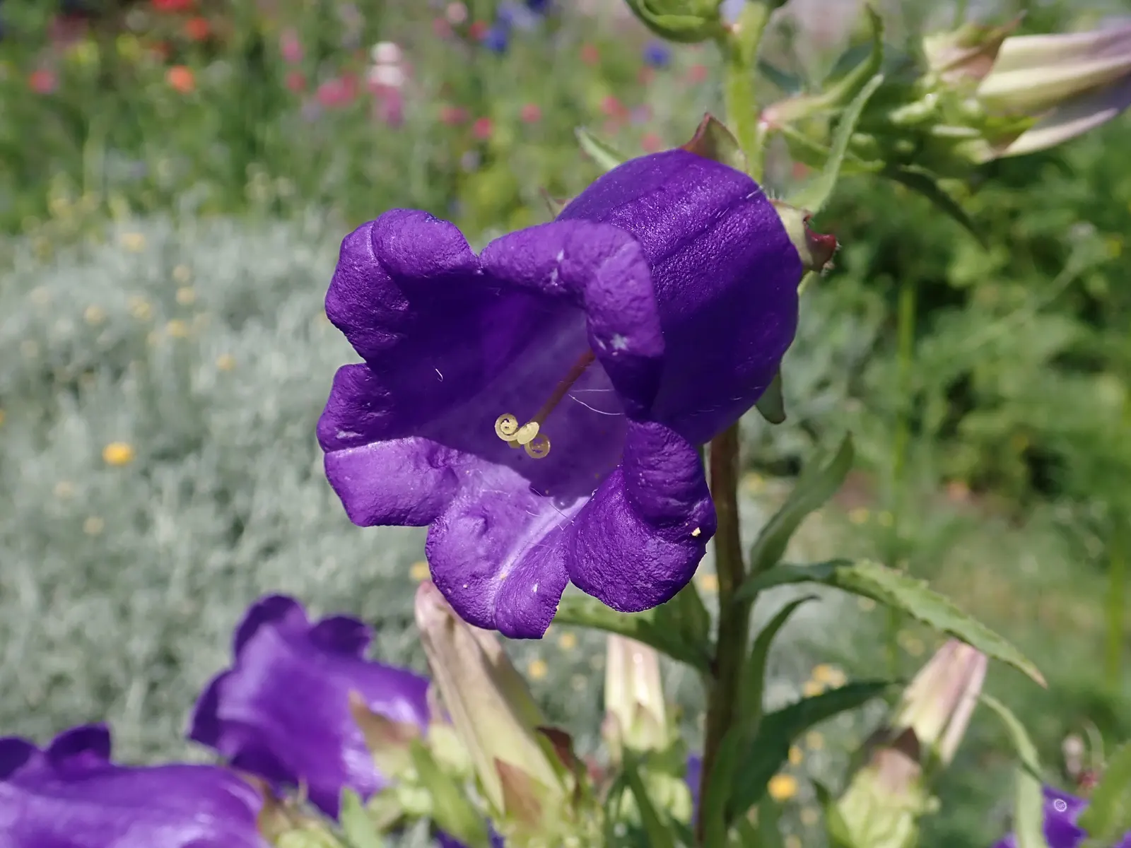 Canterbury Bells, Cup-And-Saucer (Campanula Medium) — They are ideal for adding vertical interest to mixed borders