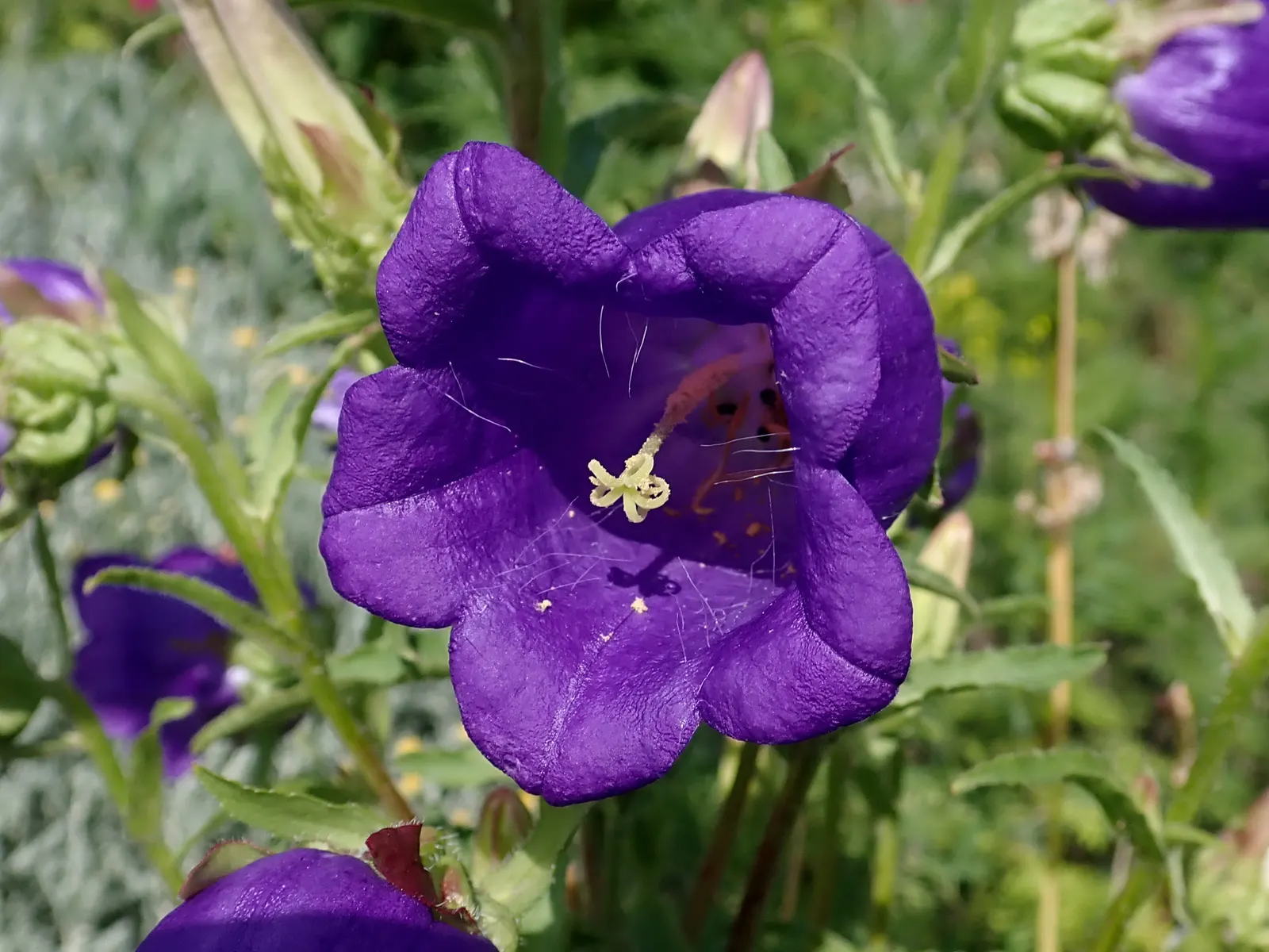 Canterbury Bells, Cup-And-Saucer (Campanula Medium) — Ideal for cottage gardens and borders, it adds vertical interest and delicate charm; requiring, image 56