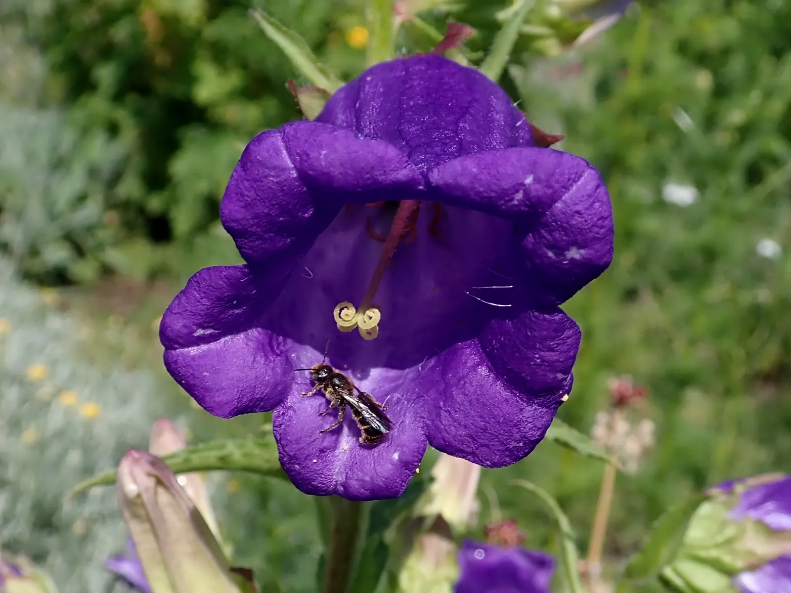 Canterbury Bells, Cup-And-Saucer (Campanula Medium) — The bloom period extends from late spring to early summer; also known as Cup-and-Saucer