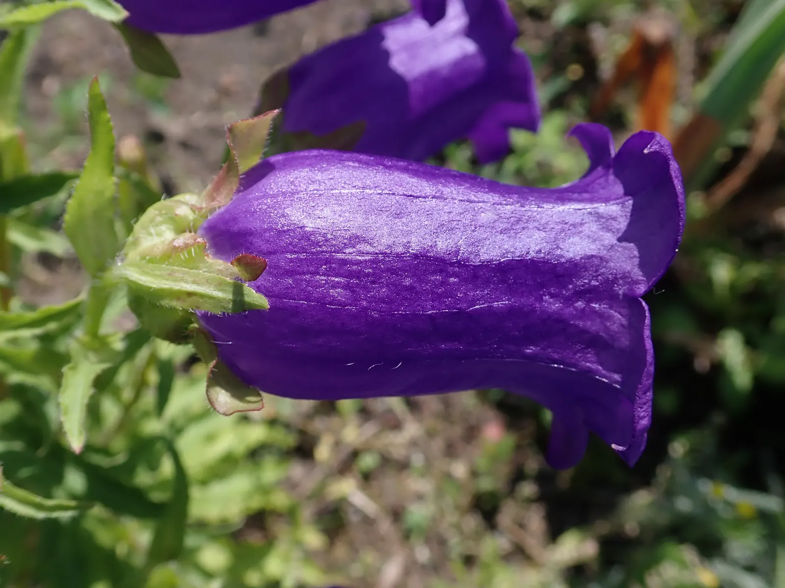 Canterbury Bells, Cup-And-Saucer (Campanula Medium) — They flourish in USDA Hardiness Zones 4 to 10