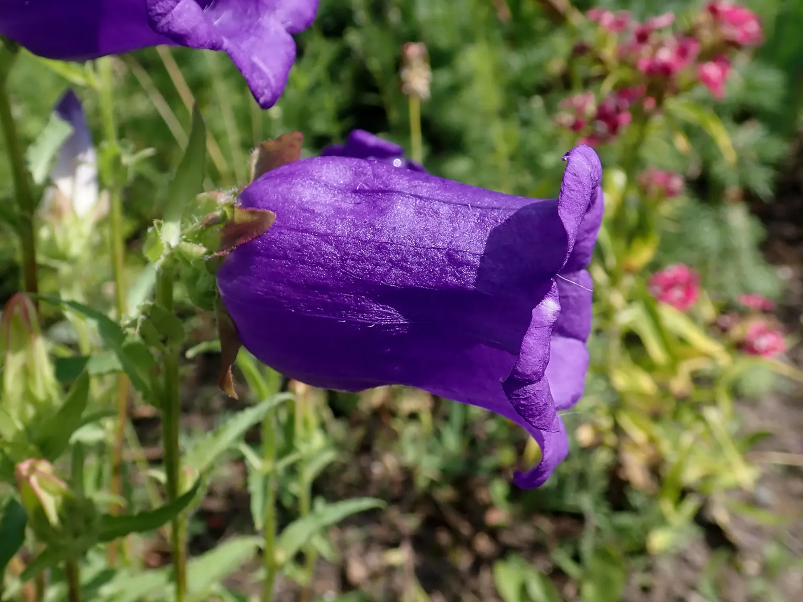 Canterbury Bells, Cup-And-Saucer (Campanula Medium) — space plants approximately 12 inches apart to ensure adequate air circulation