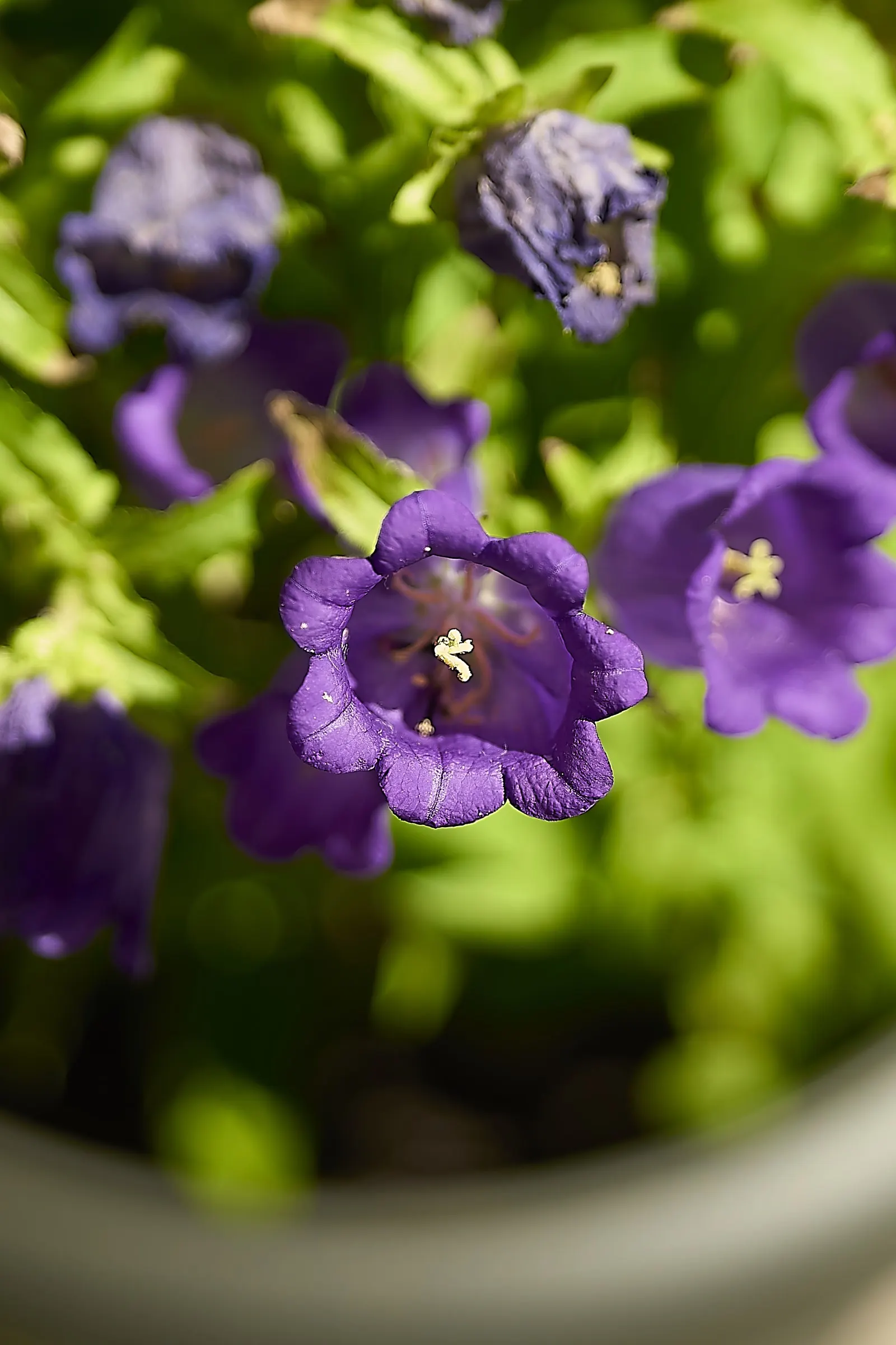 Canterbury Bells, Cup-And-Saucer (Campanula Medium) — Canterbury Bells (Campanula medium); this biennial displays violet, blue, pink, or white flowers in late