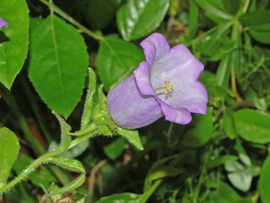 Canterbury Bells, Cup-And-Saucer (Campanula Medium) — adding life and movement to your client's serene retreat; canterbury Bells (Campanula medium)