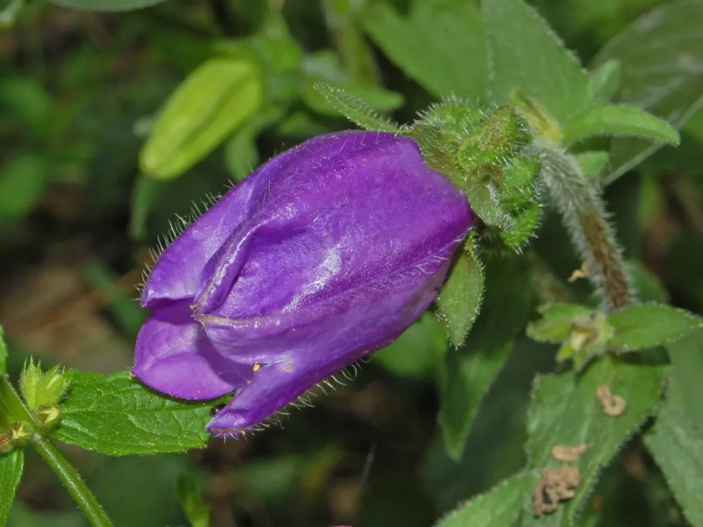 Canterbury Bells, Cup-And-Saucer (Campanula Medium) — space plants approximately 12 inches apart to ensure adequate air circulation; blue and violet flowers in