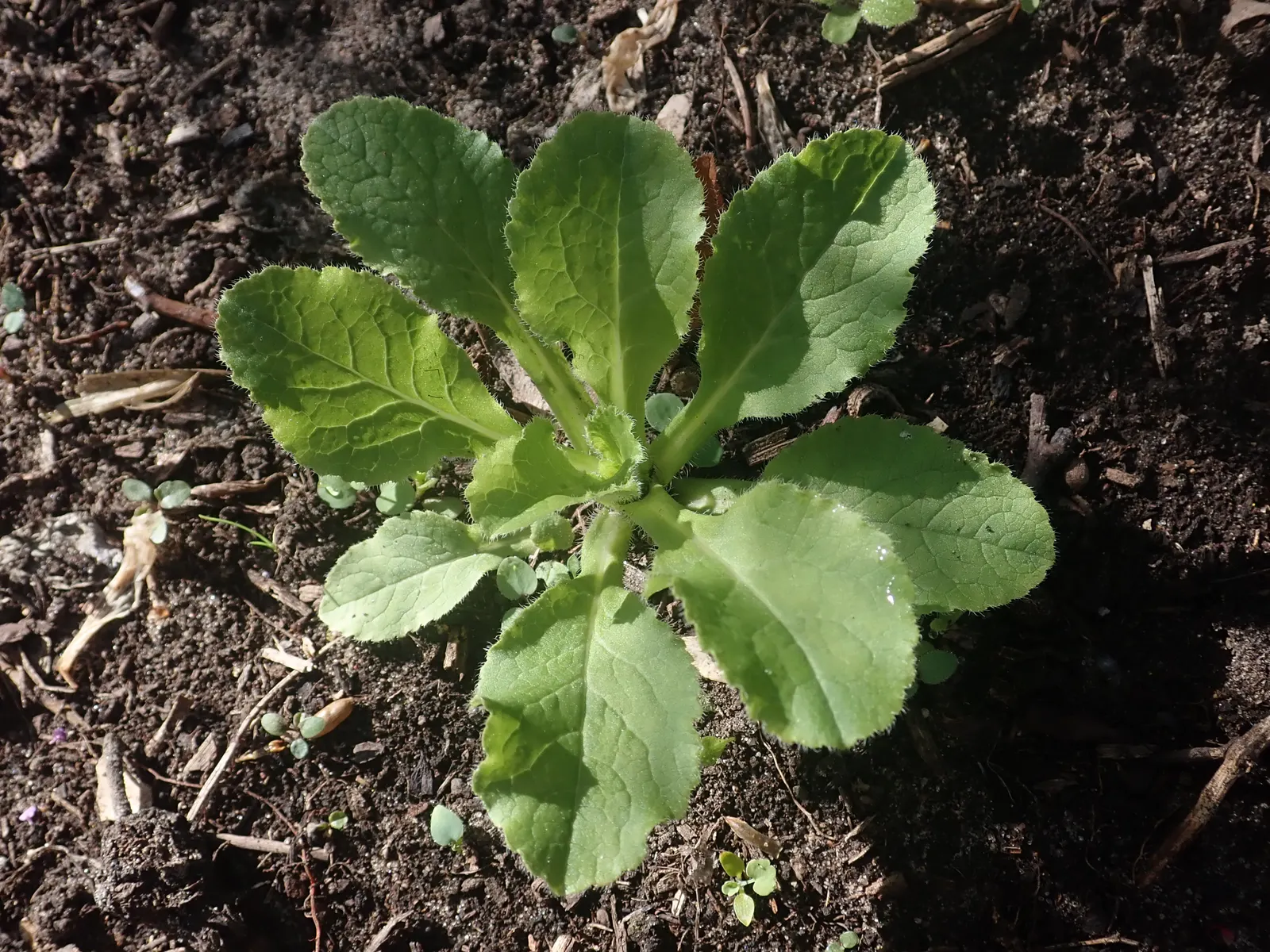 Canterbury Bells, Cup-And-Saucer (Campanula Medium) — Suited for USDA zones 5-8, it thrives in full sun to partial shade and prefers moist, image 55