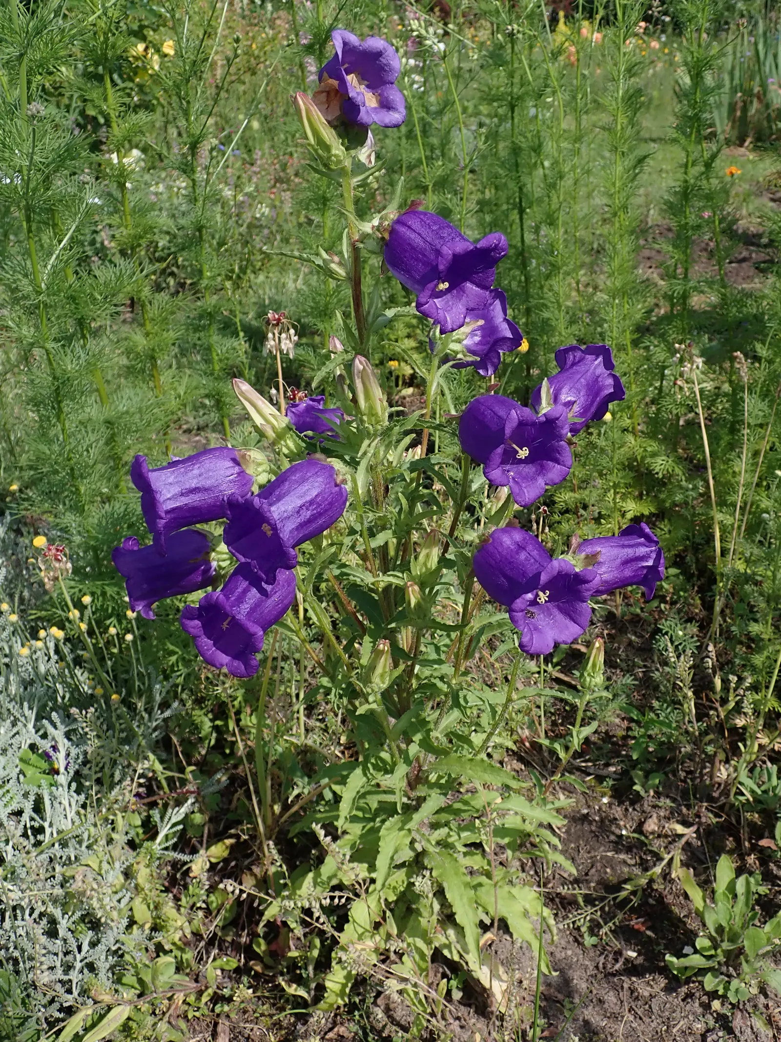 Canterbury Bells, Cup-And-Saucer (Campanula Medium) — annual / biennial for full or half