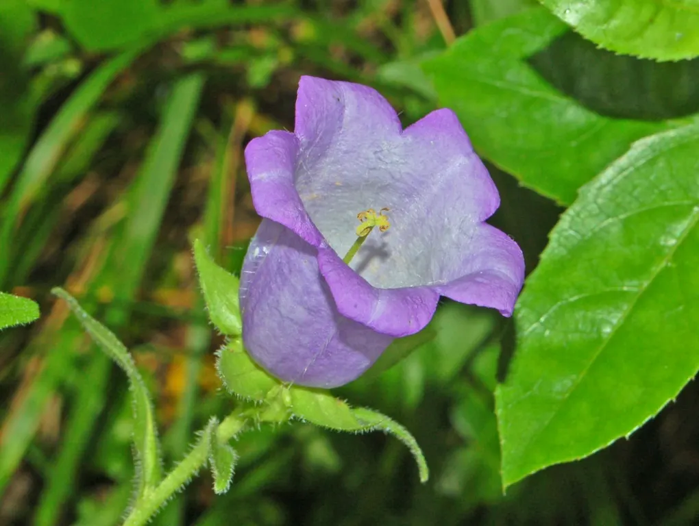 Canterbury Bells, Cup-And-Saucer (Campanula Medium) — This biennial displays violet, blue, pink, or white flowers in late spring to early summer, image 54