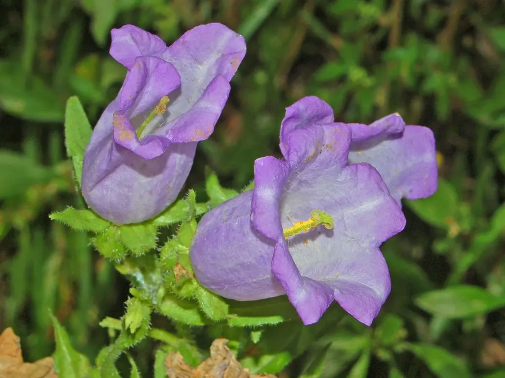 Canterbury Bells, Cup-And-Saucer (Campanula Medium) — Regular watering is essential, though they are moderately drought tolerant once established; suited for
