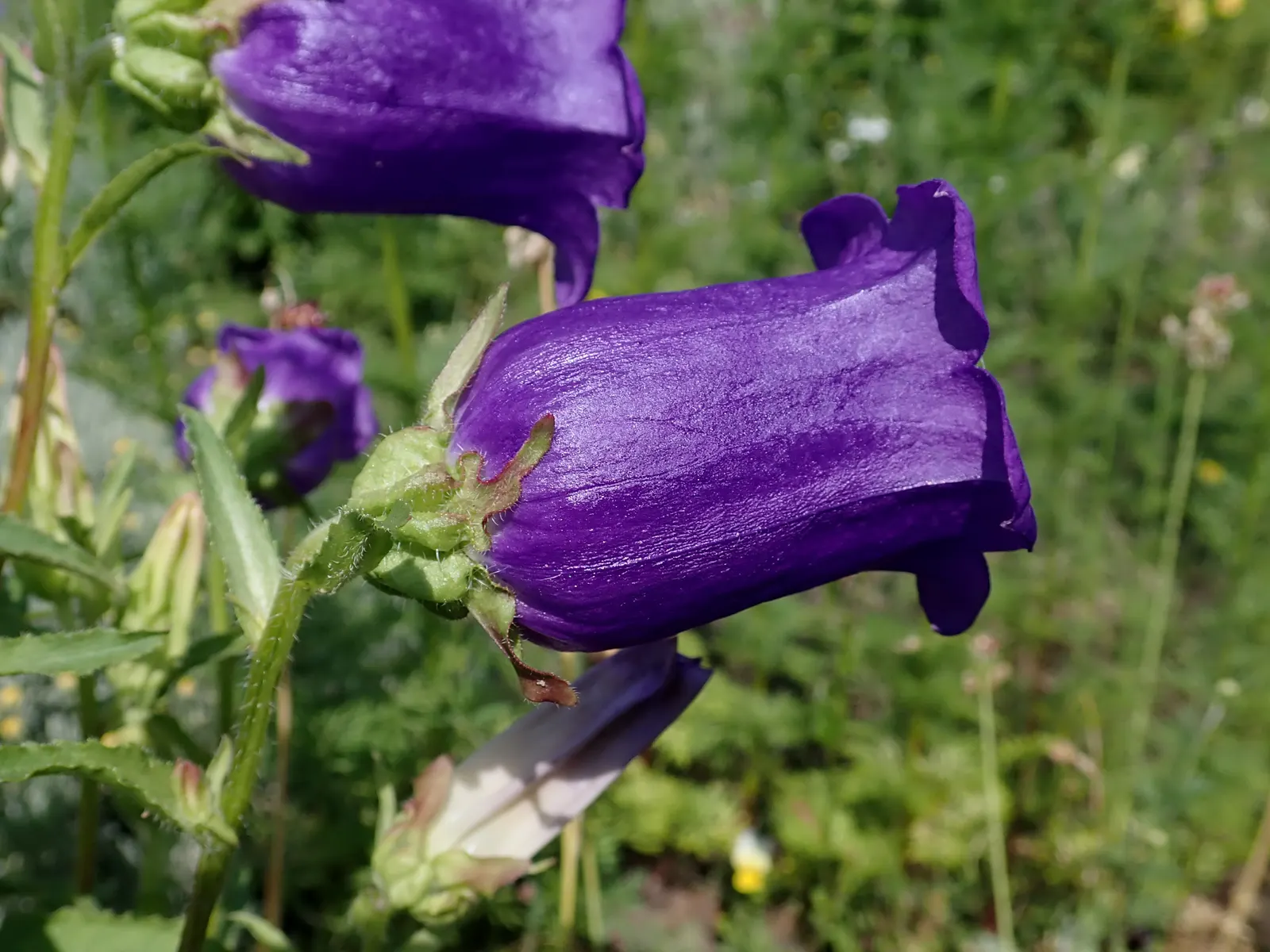 Canterbury Bells, Cup-And-Saucer (Campanula Medium) — and watch as they invite a symphony of pollinators; regular watering is essential, though they are