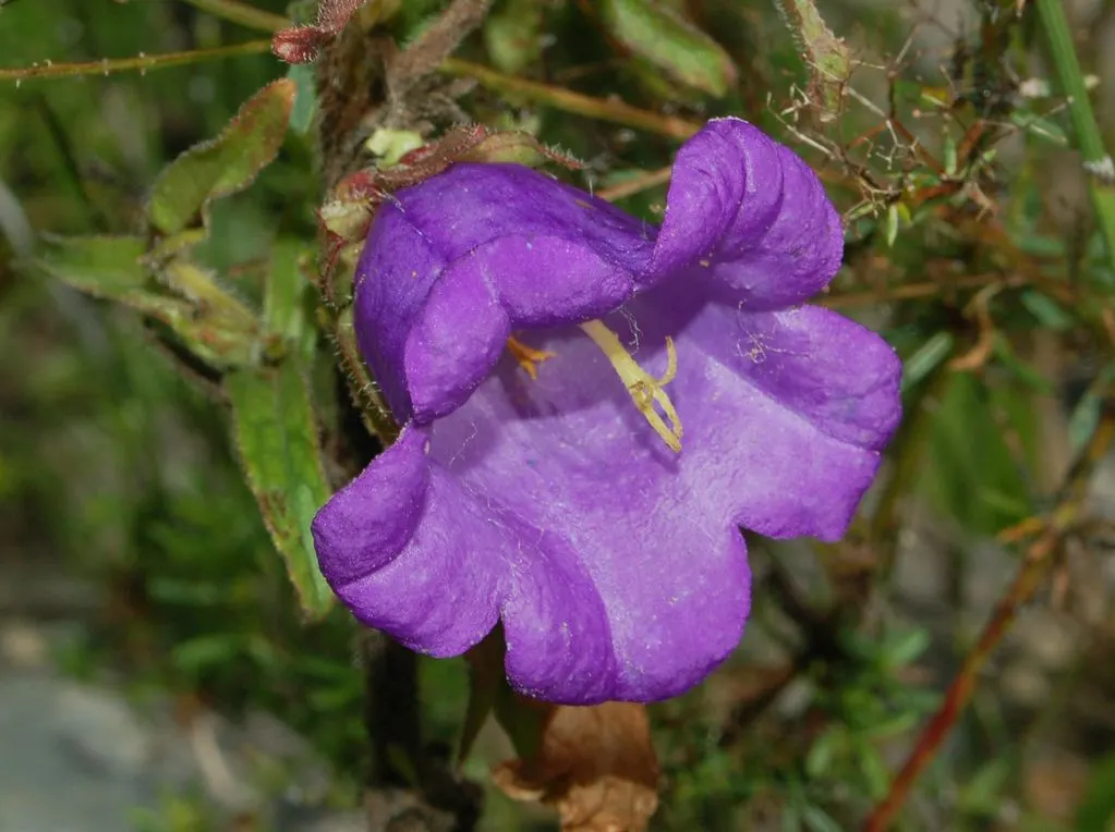 Canterbury Bells, Cup-And-Saucer (Campanula Medium) — requiring well-drained soil with a pH range from neutral to slightly alkaline; they are ideal for adding