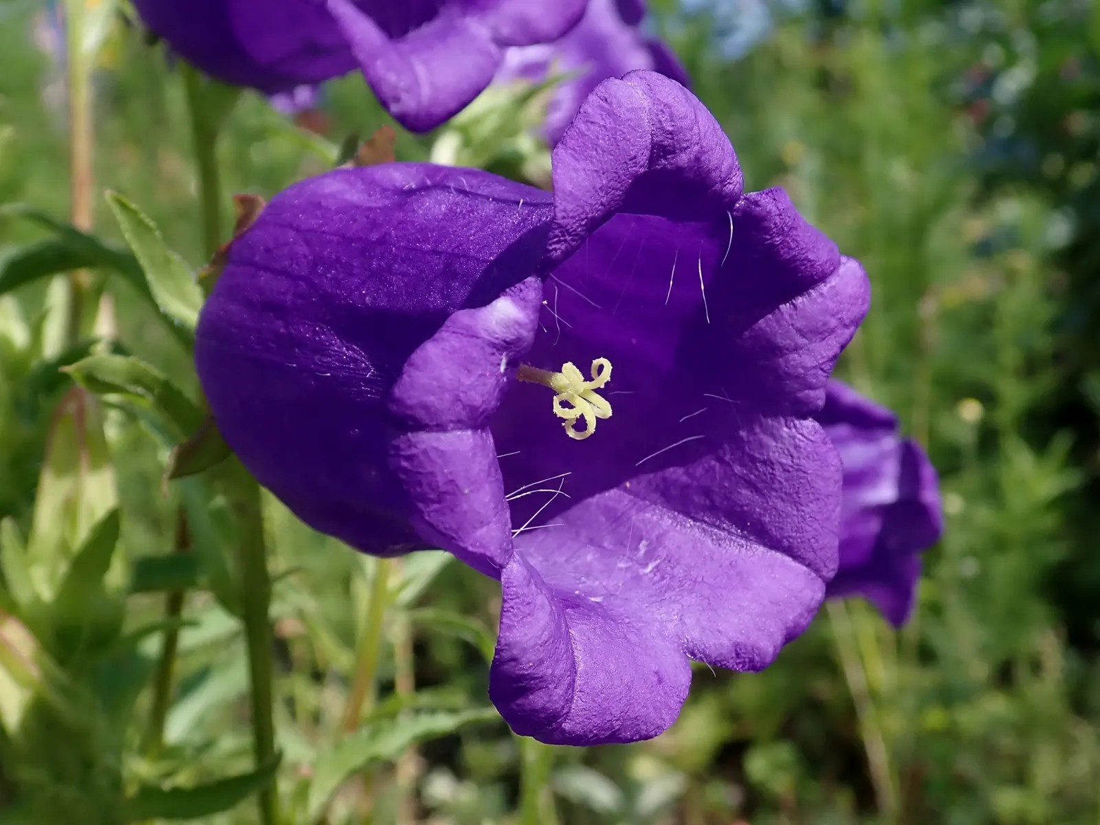 Canterbury Bells, Cup-And-Saucer (Campanula Medium) — The bloom period extends from late spring to early summer