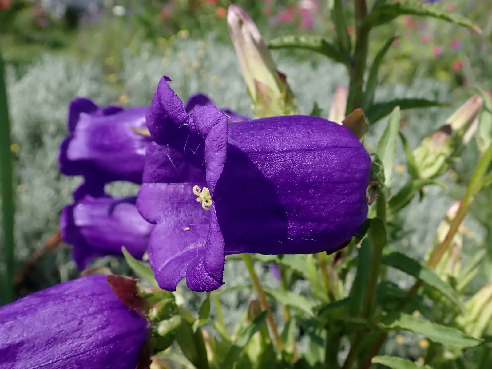 Canterbury Bells, Cup-And-Saucer (Campanula Medium) — making them versatile for varying design palettes; a part of the Campanulaceae family