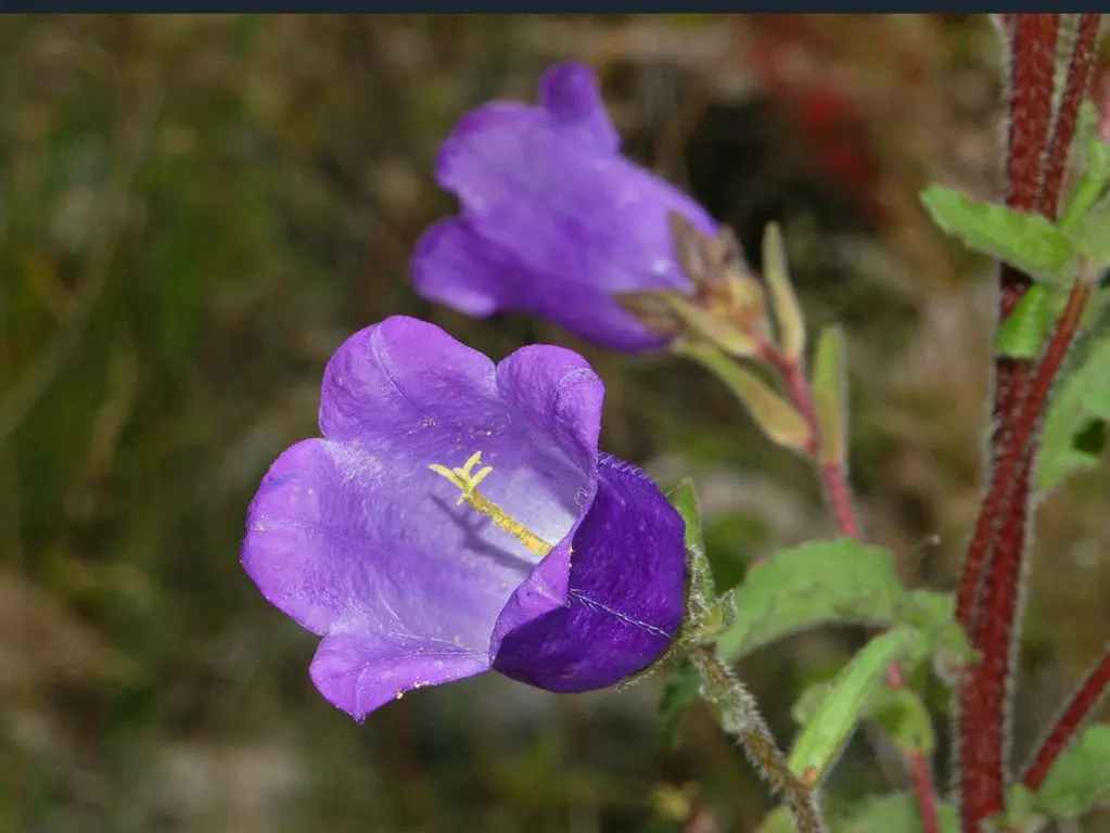 Canterbury Bells, Cup-And-Saucer (Campanula Medium) — They are ideal for adding vertical interest to mixed borders; canterbury Bells establish a striking