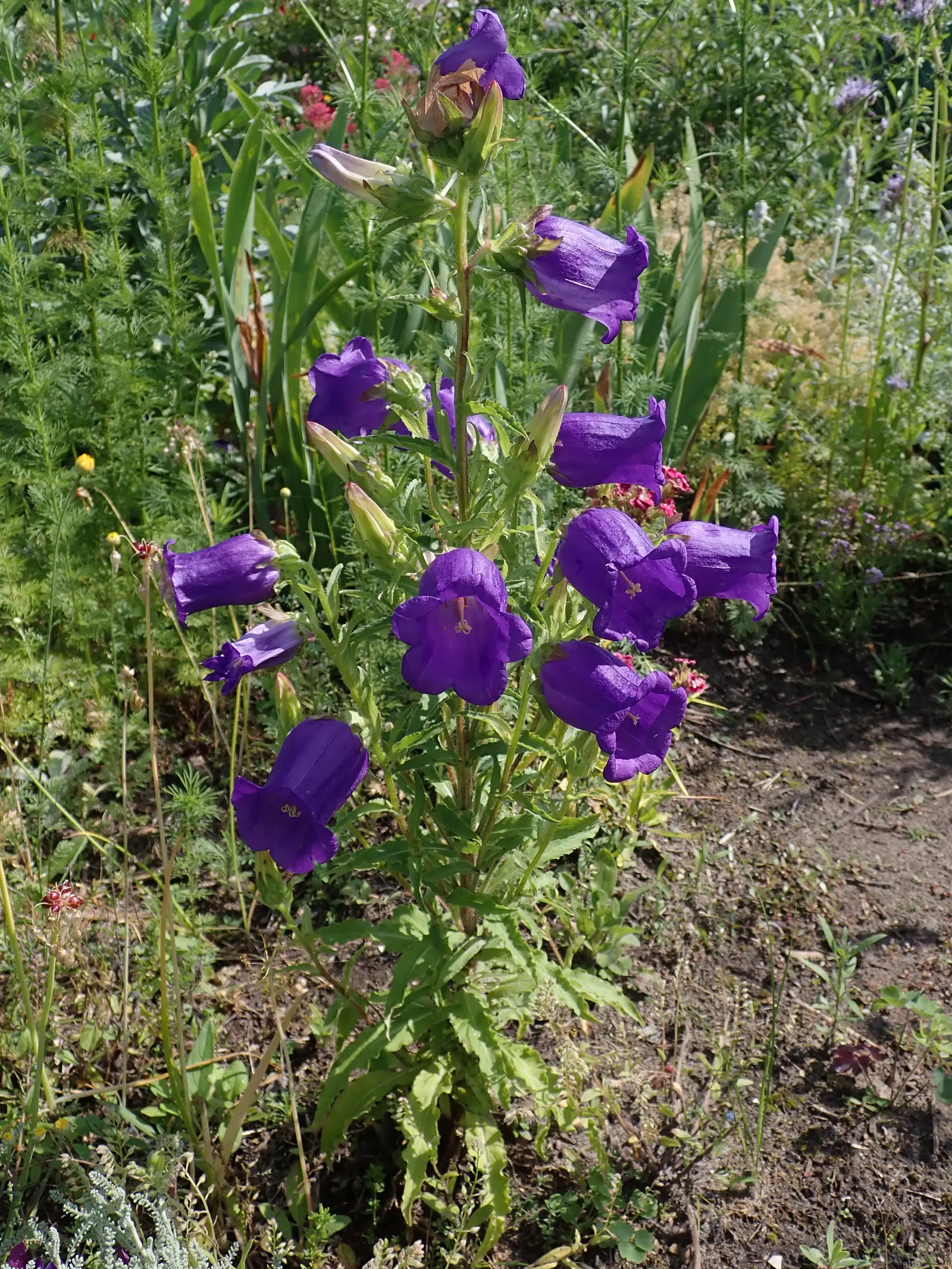 Canterbury Bells, Cup-And-Saucer (Campanula Medium) — adding life and movement to your client's serene retreat; canterbury Bells (Campanula medium), image 72