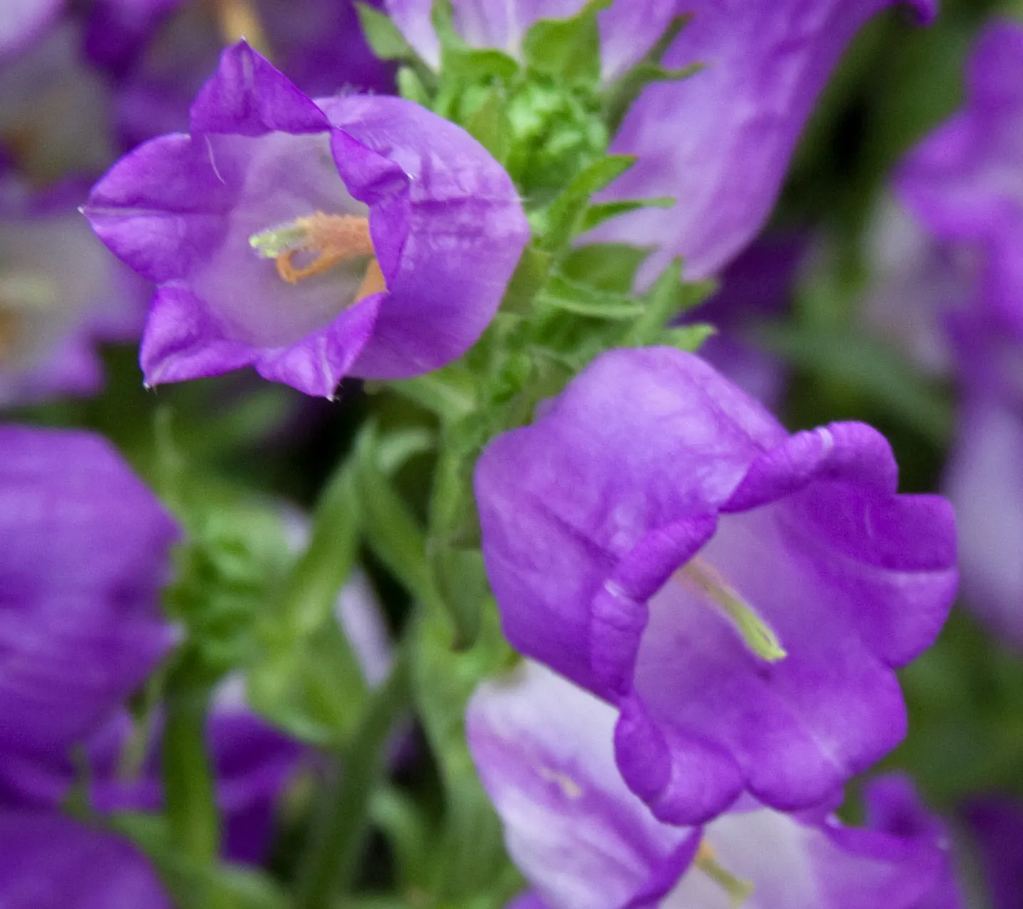 Canterbury Bells, Cup-And-Saucer (Campanula Medium) — also known as Cup-and-Saucer